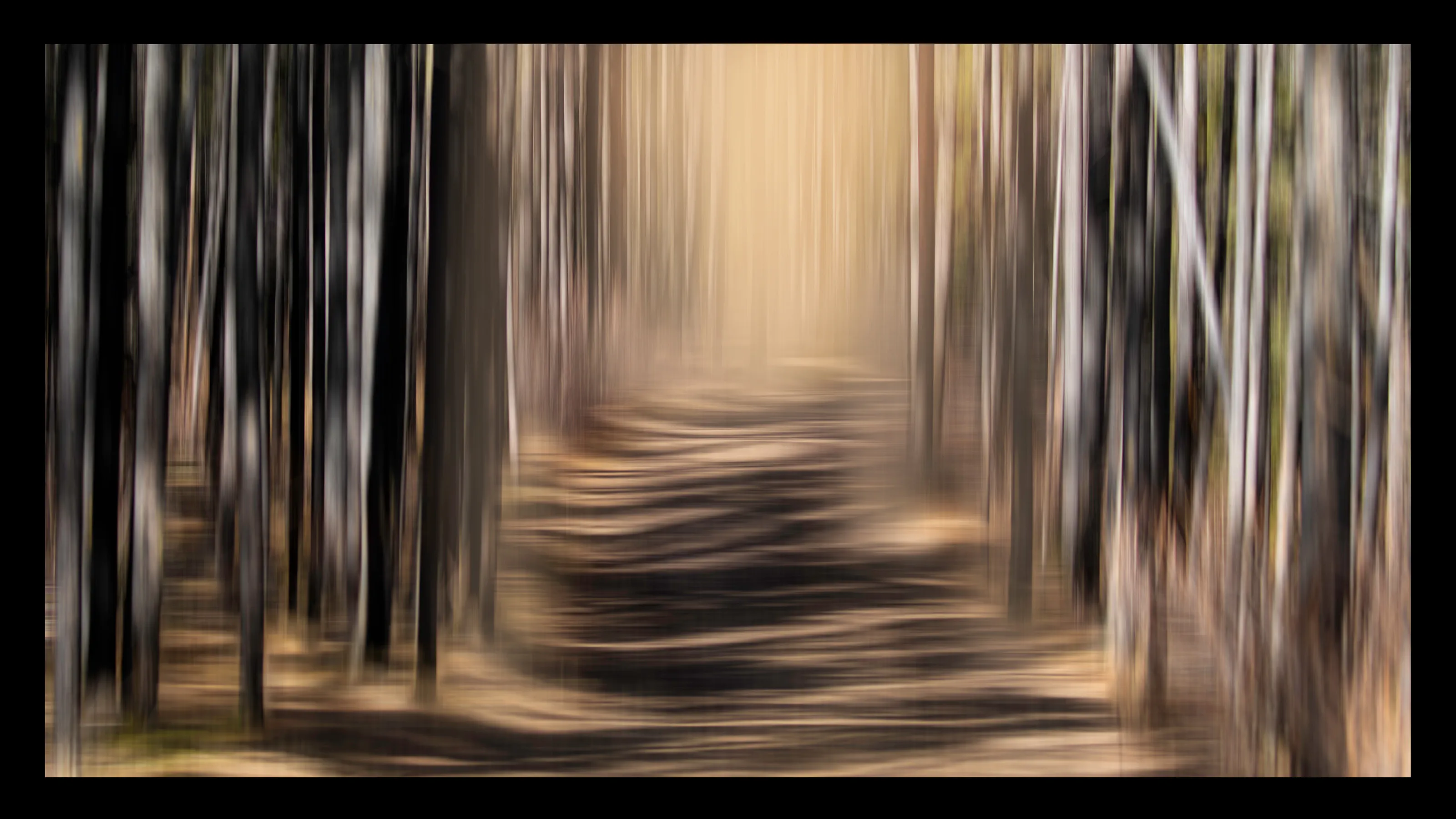 Dance of the Birch