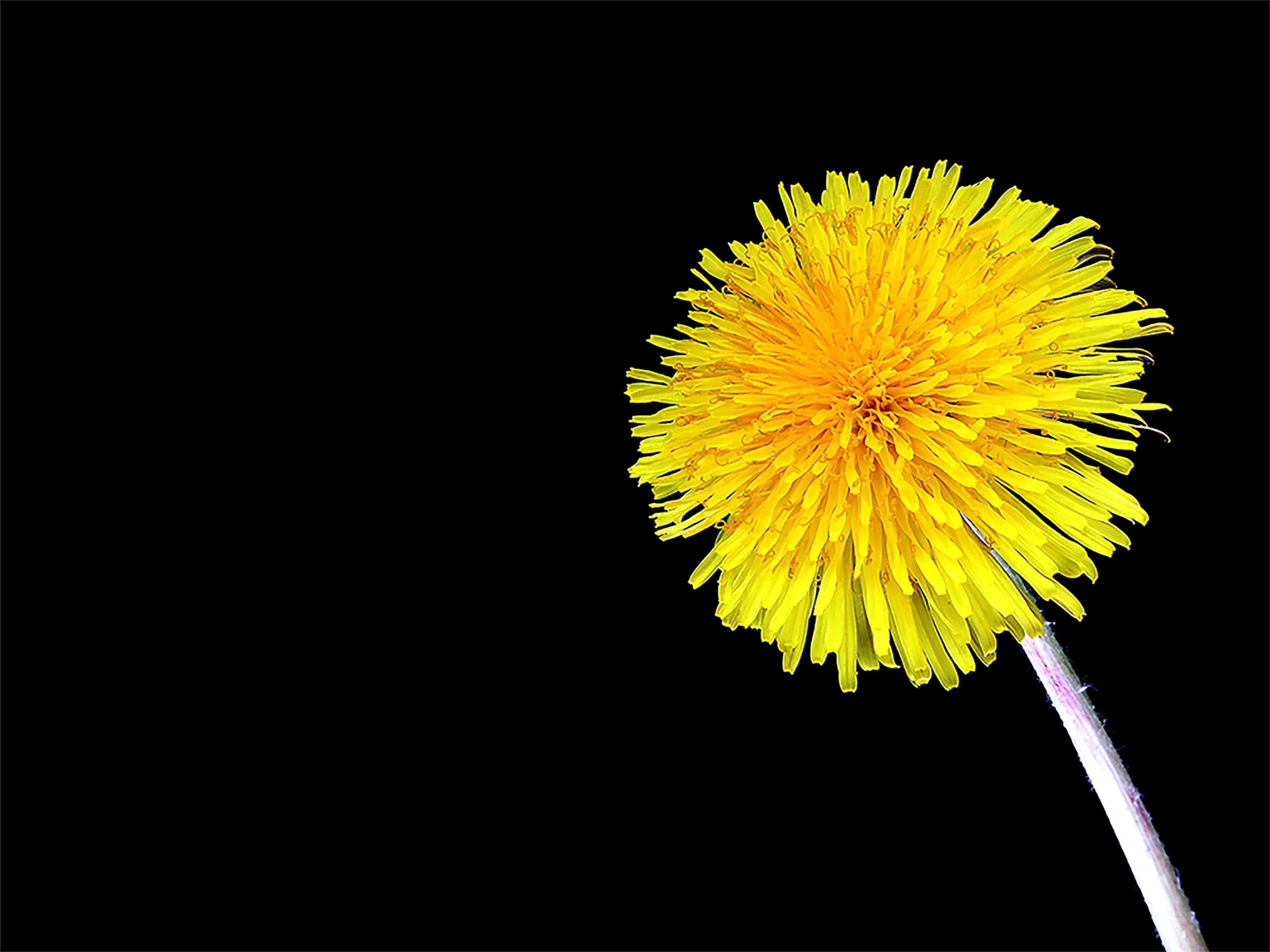 Full Bloom