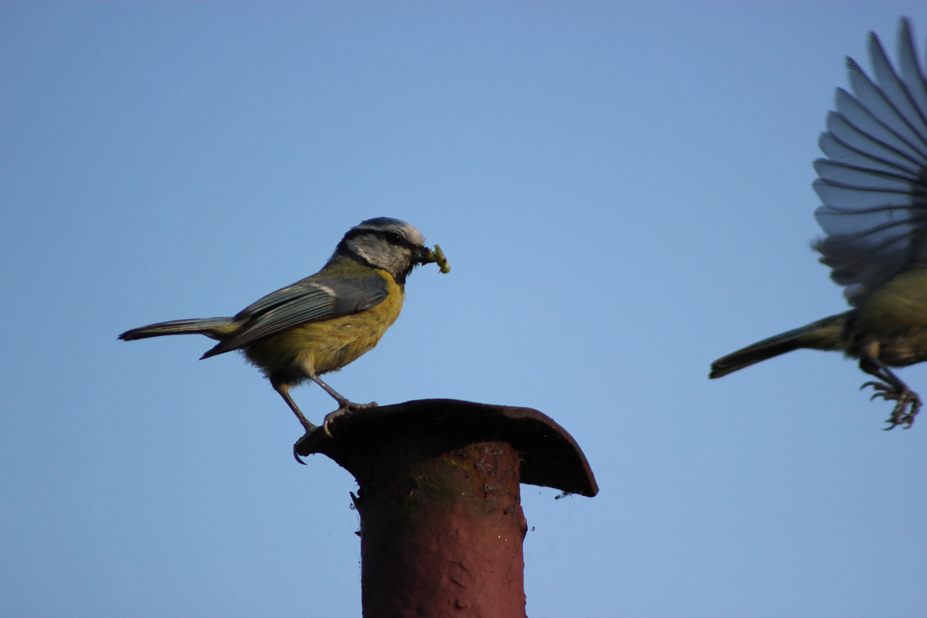 Bluetits feeeding - one ready and waiting one off to feed