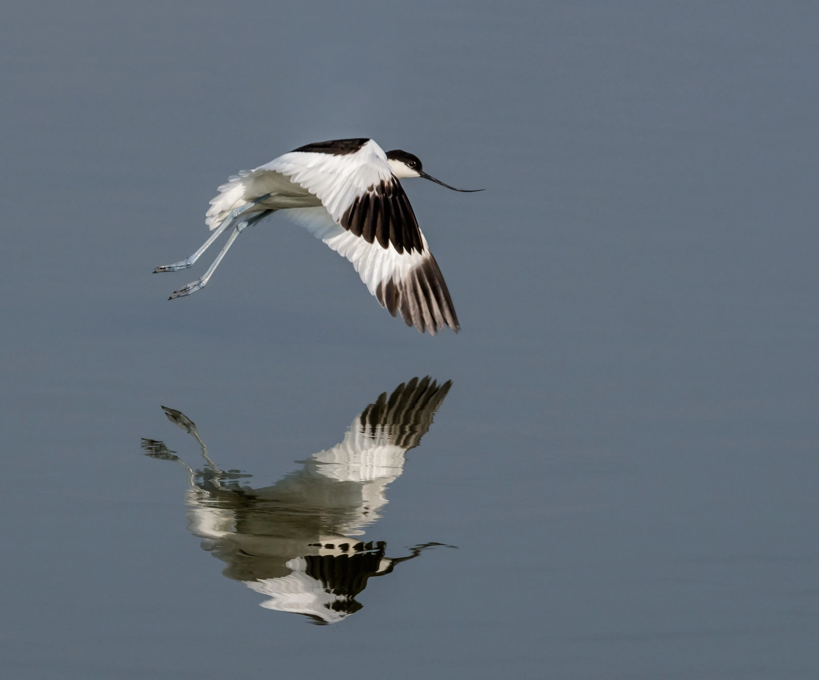 Avocet Reflection