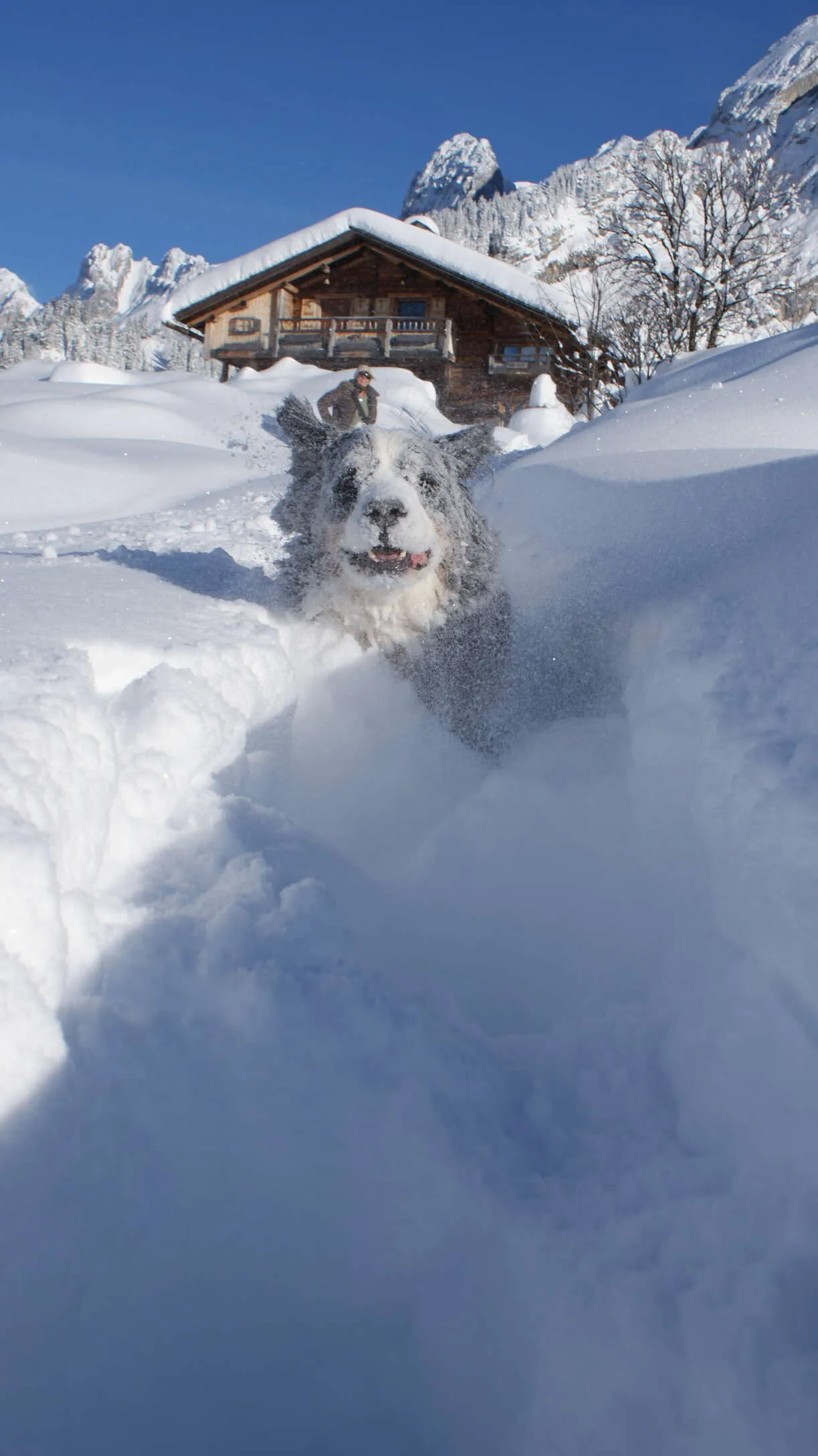 Abominable Snowdog