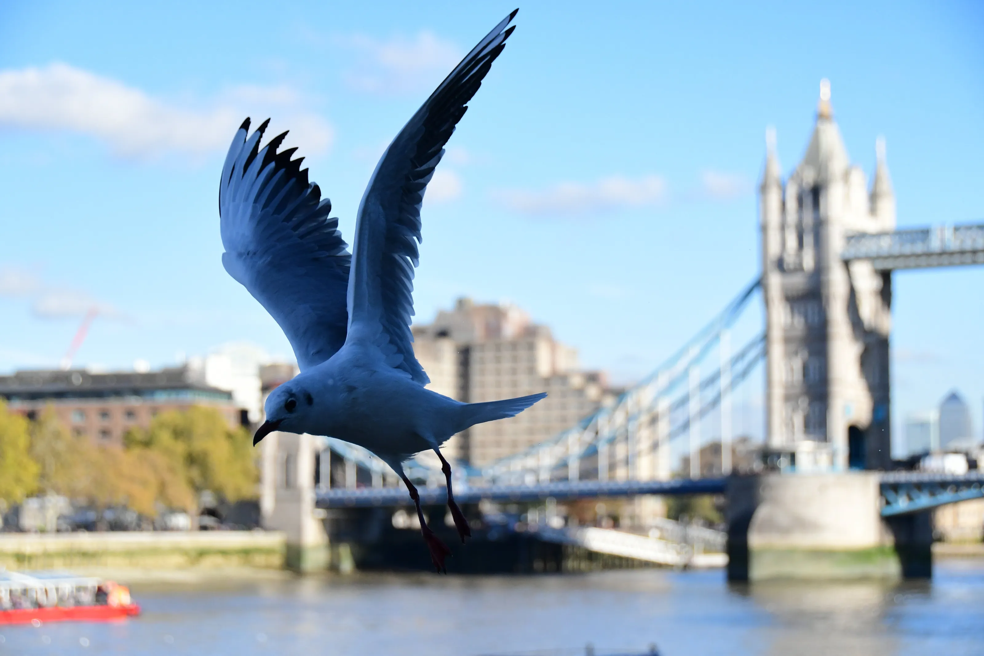 Pigeon