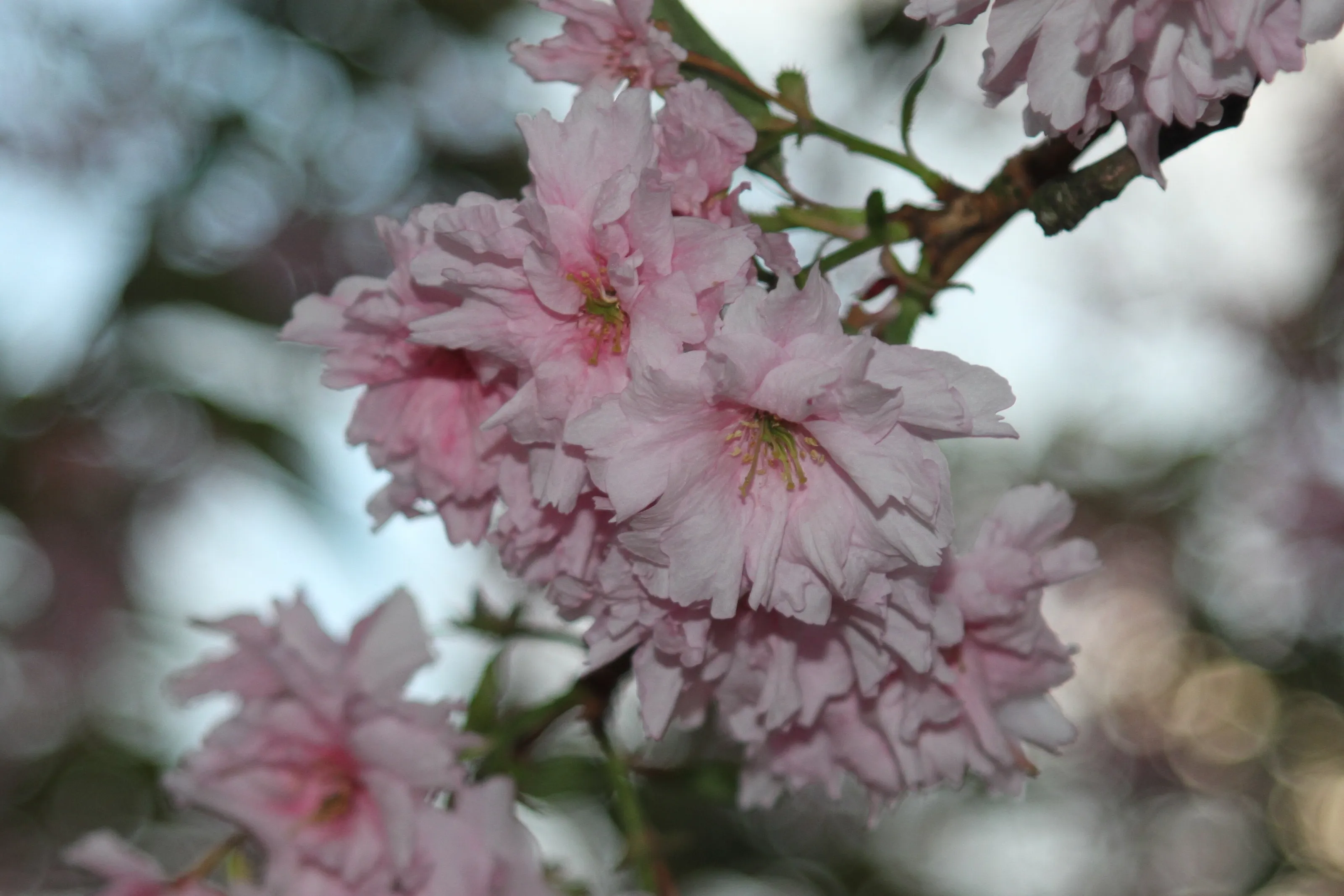 Cherry Blossom