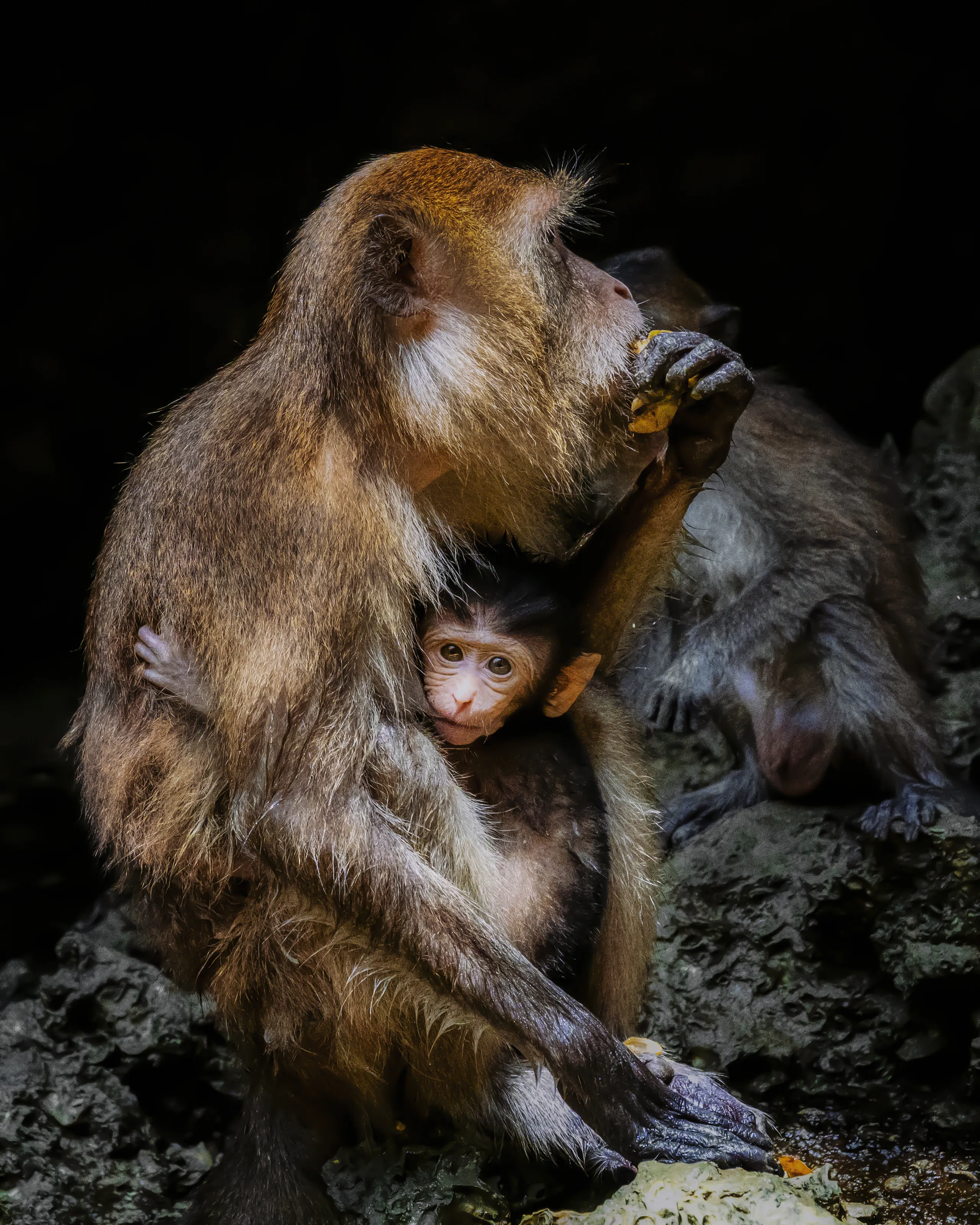Monkey Mama