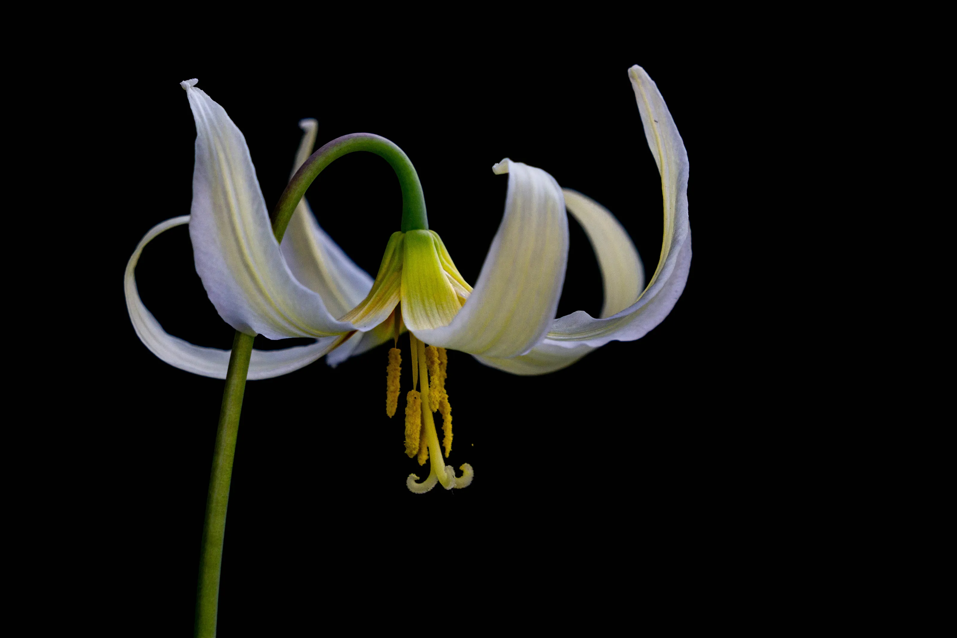 Dog Tooth Lily