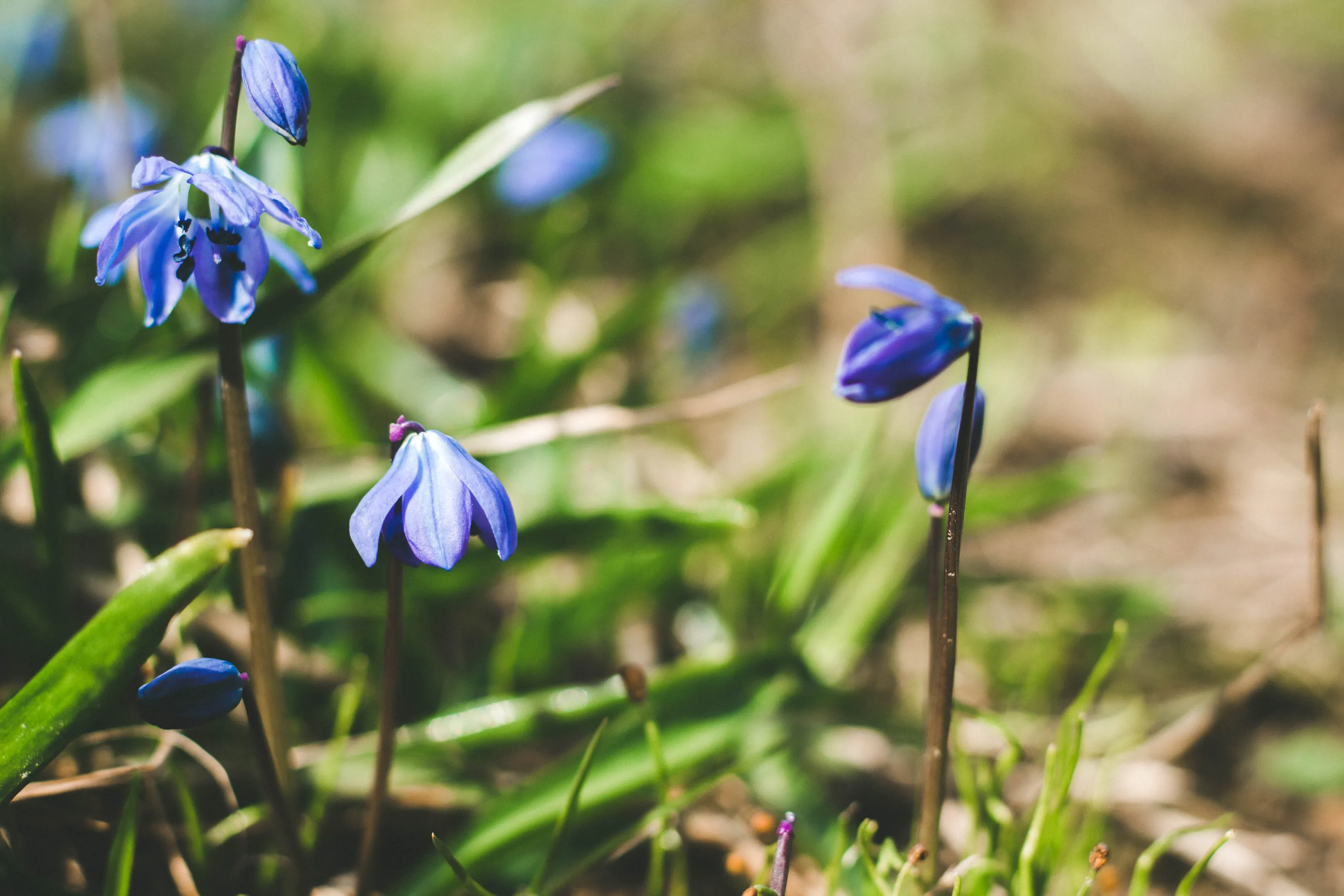 First flowers