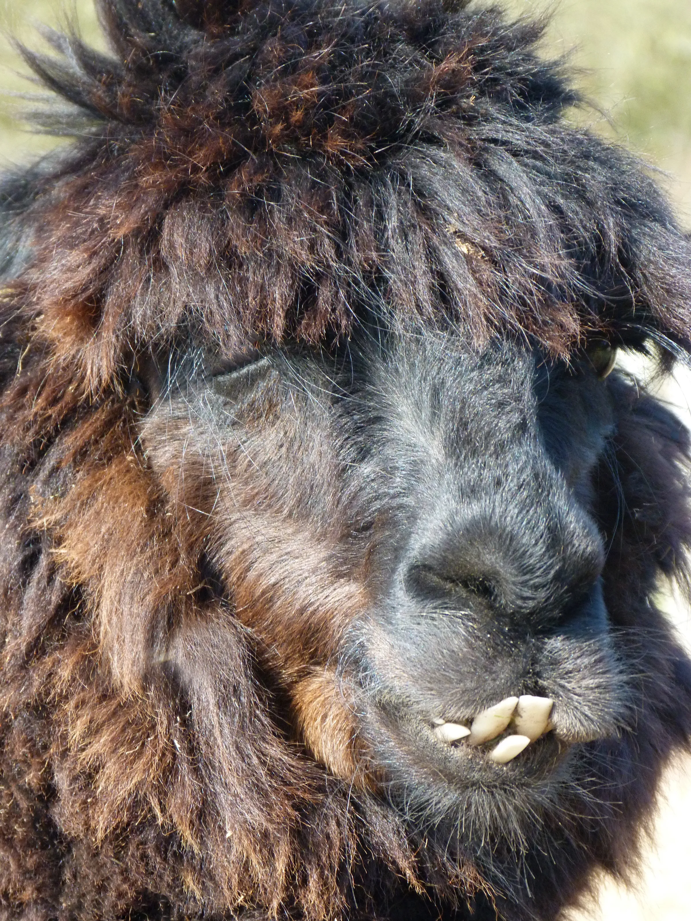 A Toothy Grin