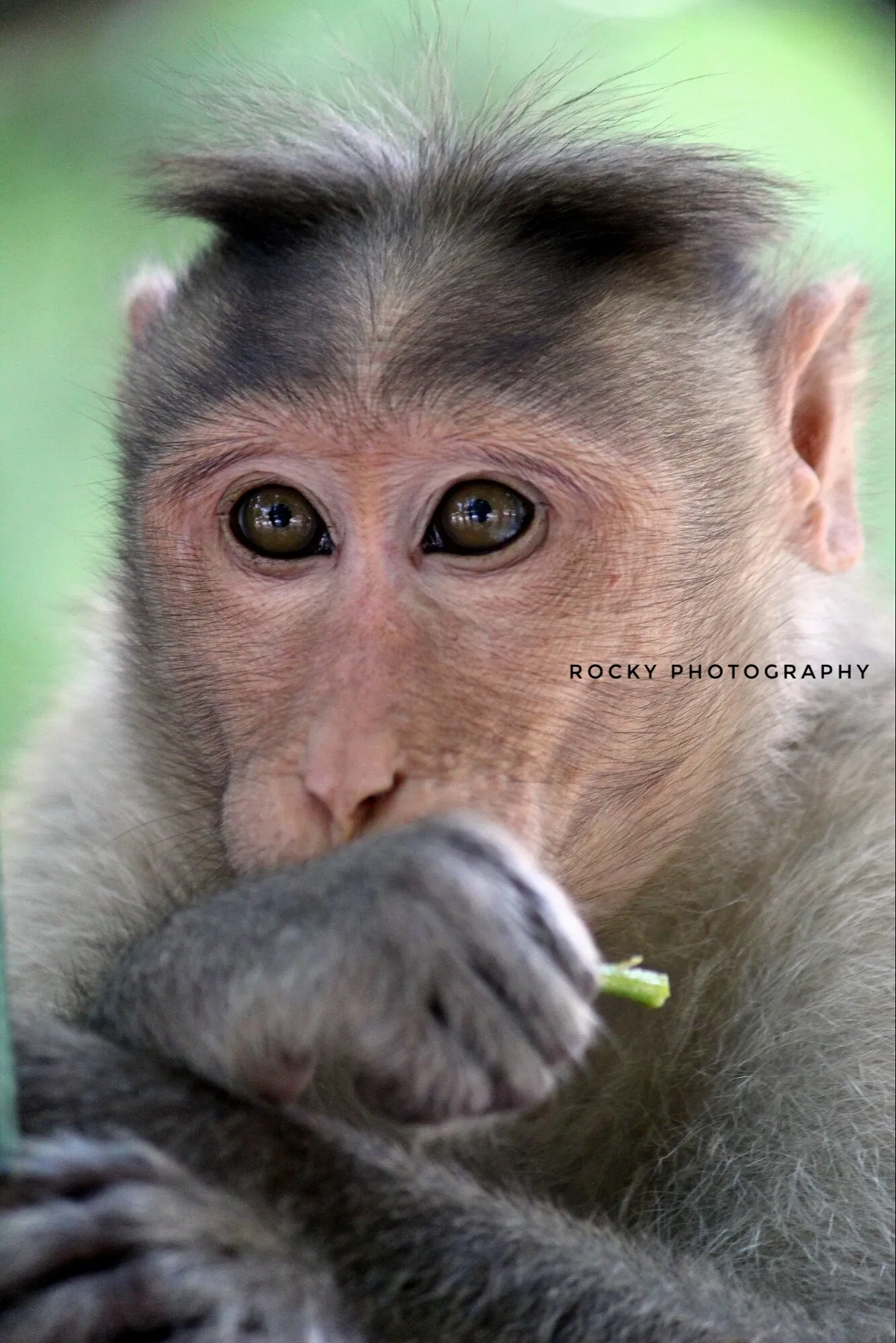 Rocky photography