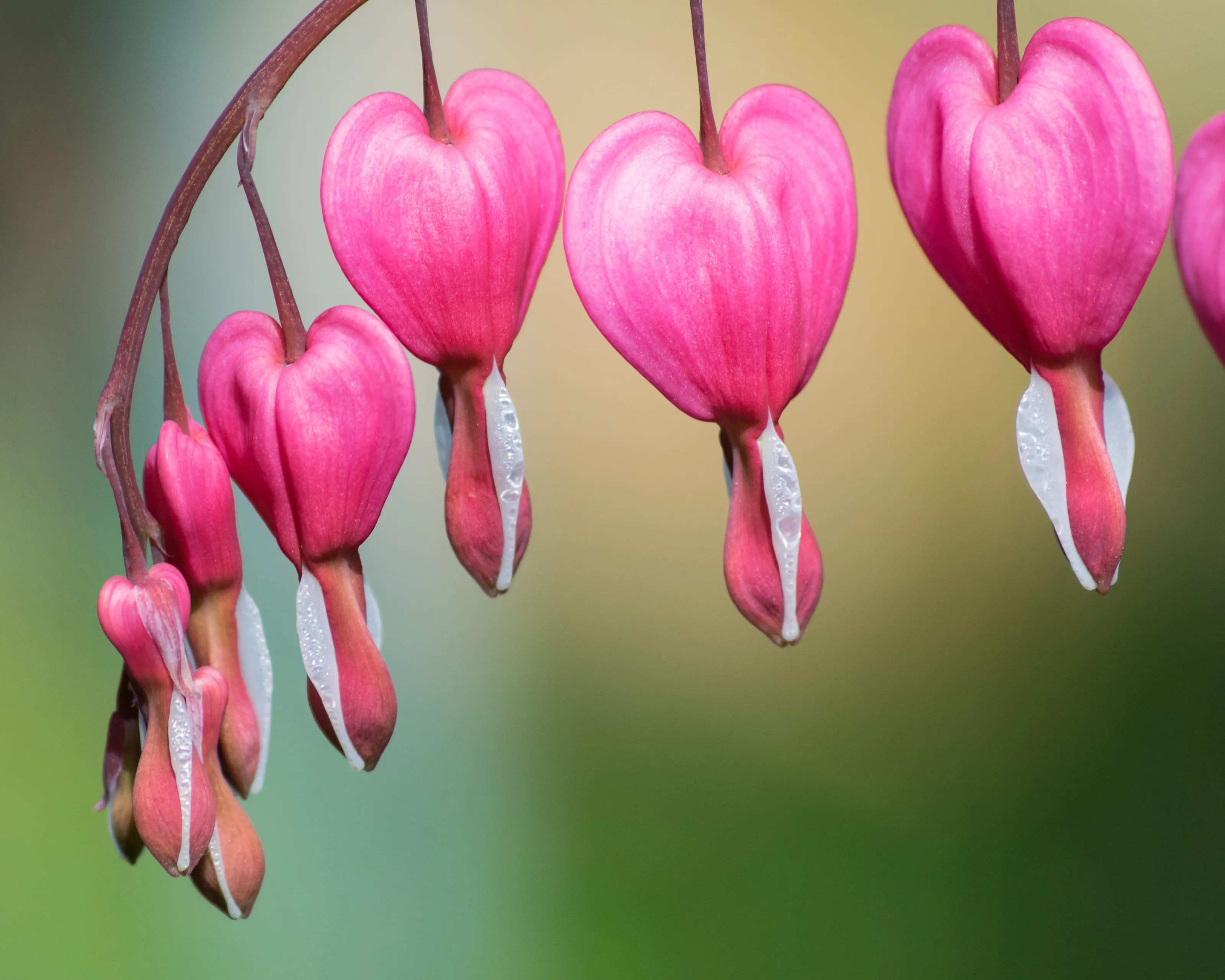 Dicentra (bleeding heart)