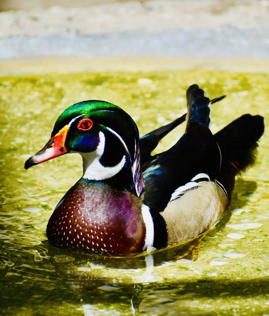 Wood duck