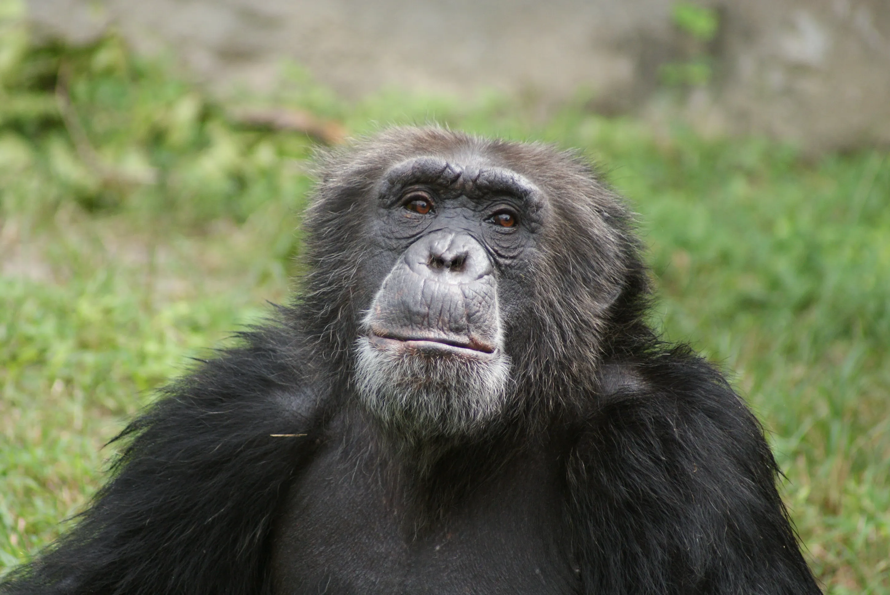 Chimpanzee Poses