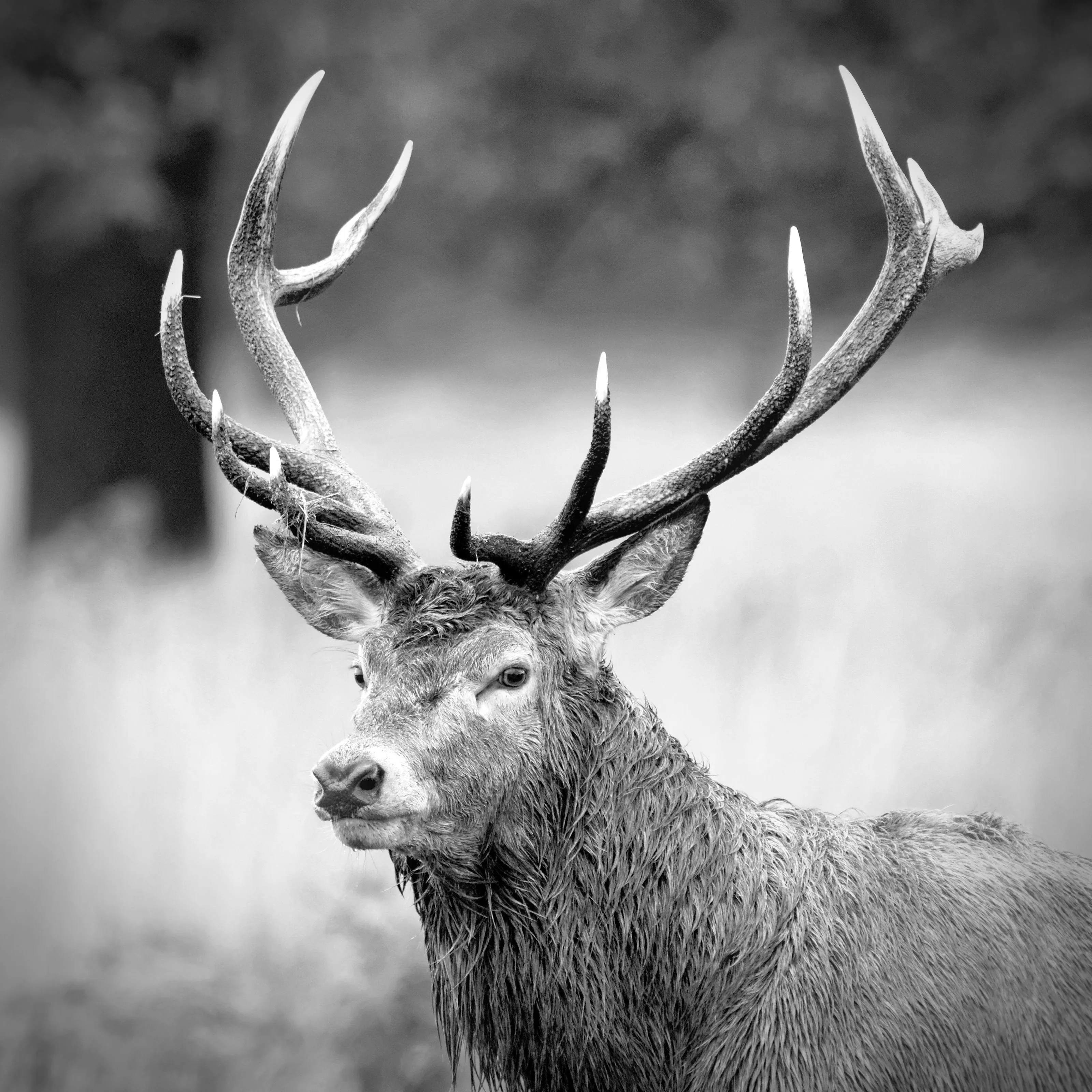 Red Deer