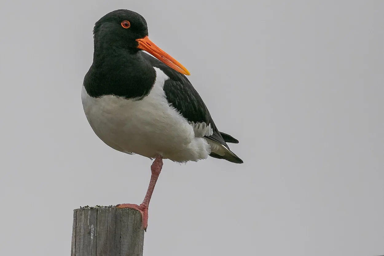 Entry 4281465