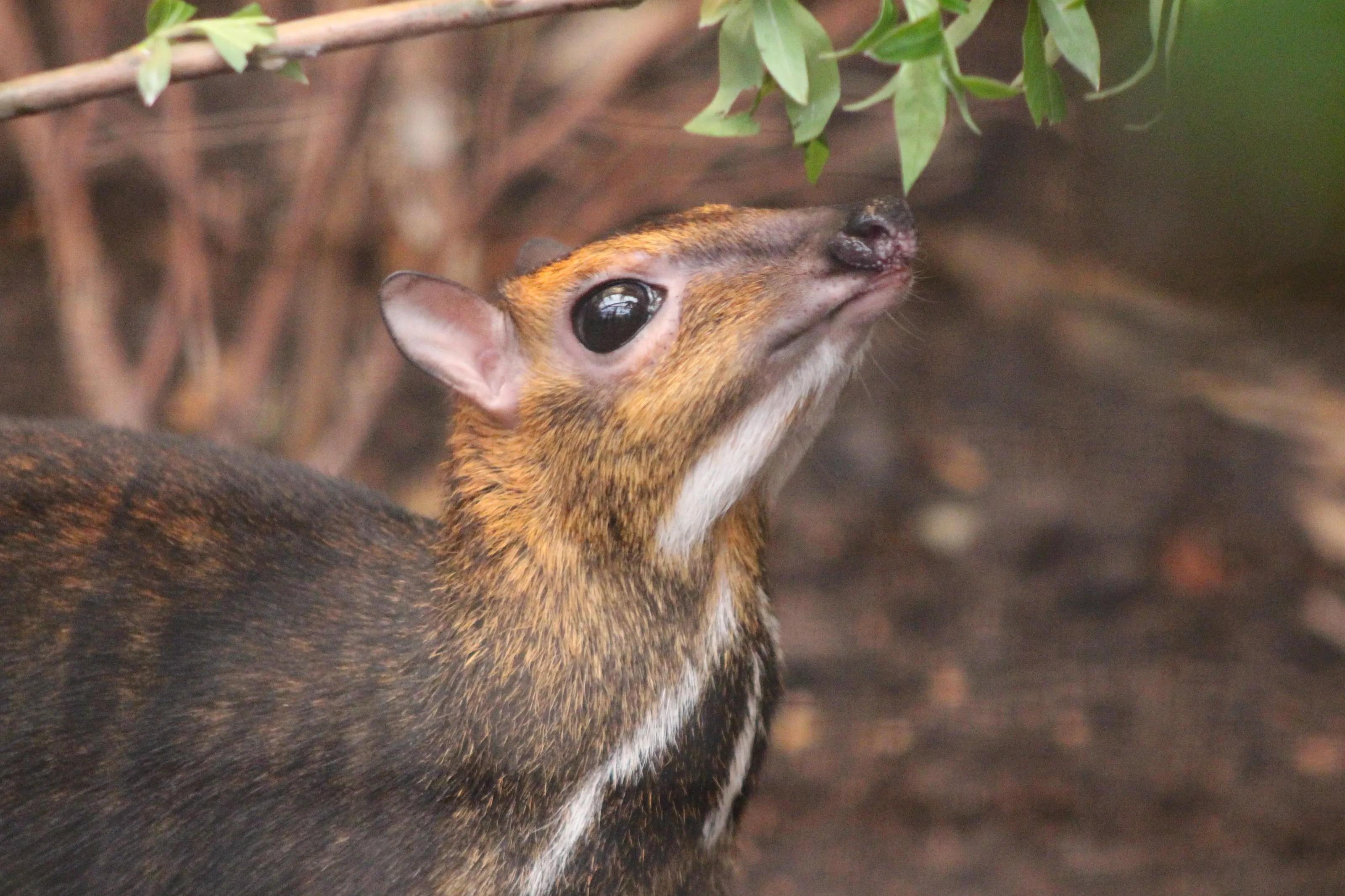 Mouse Deer