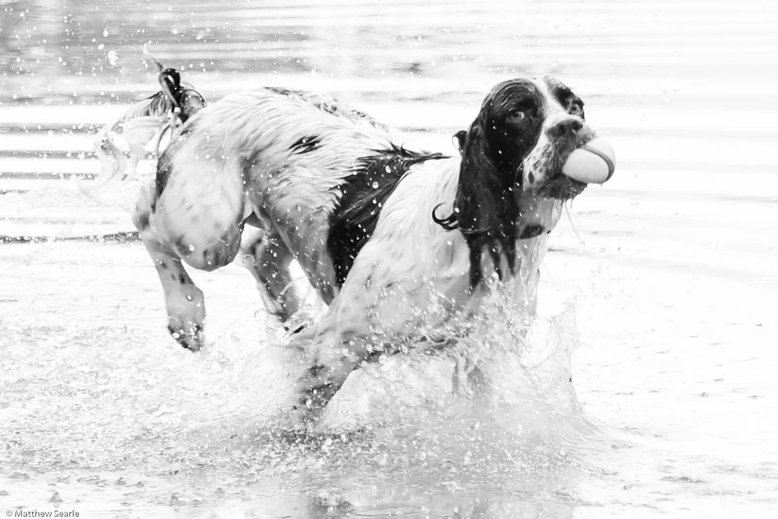 Marley at play!