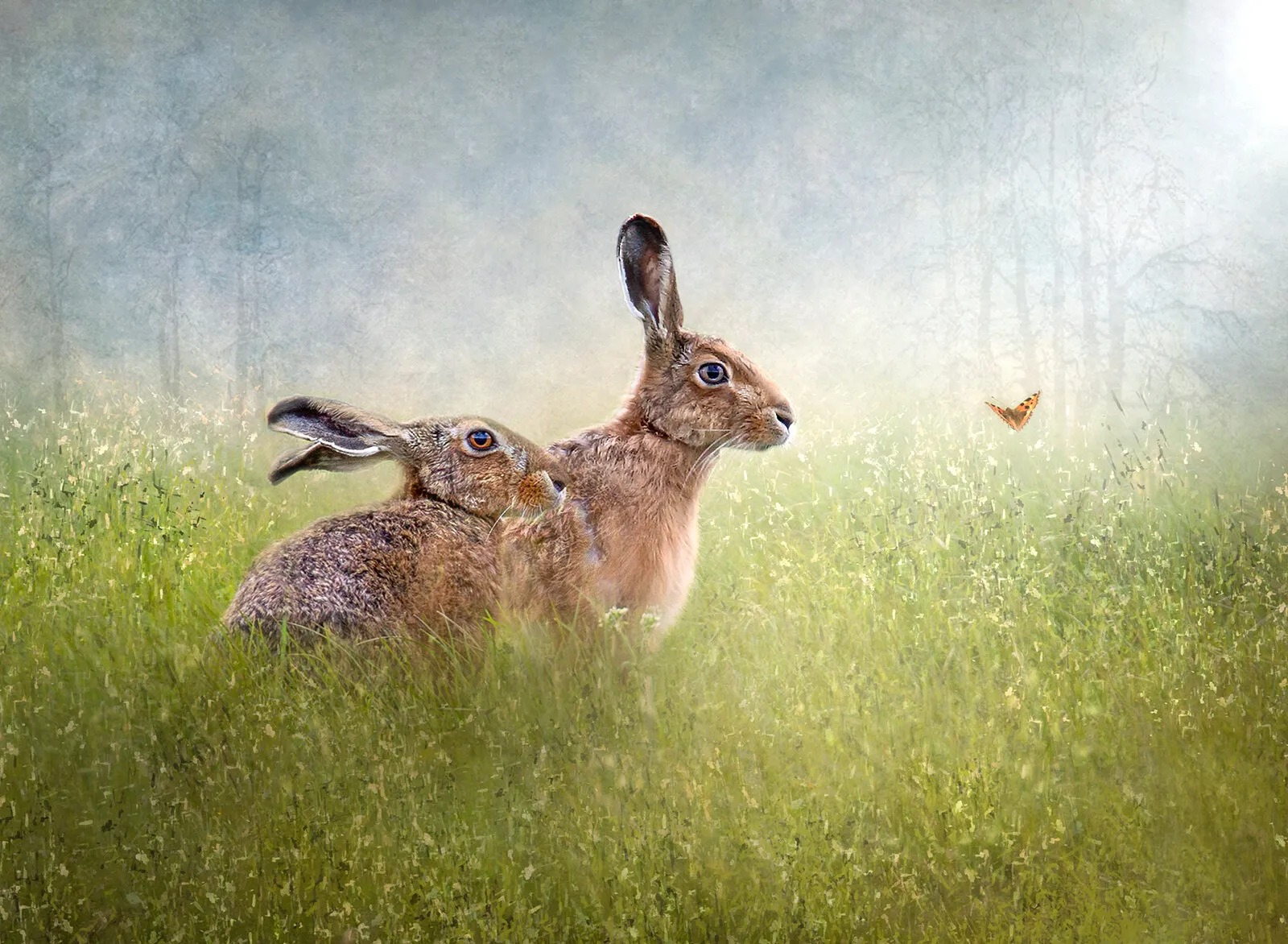 In a Summer Meadow
