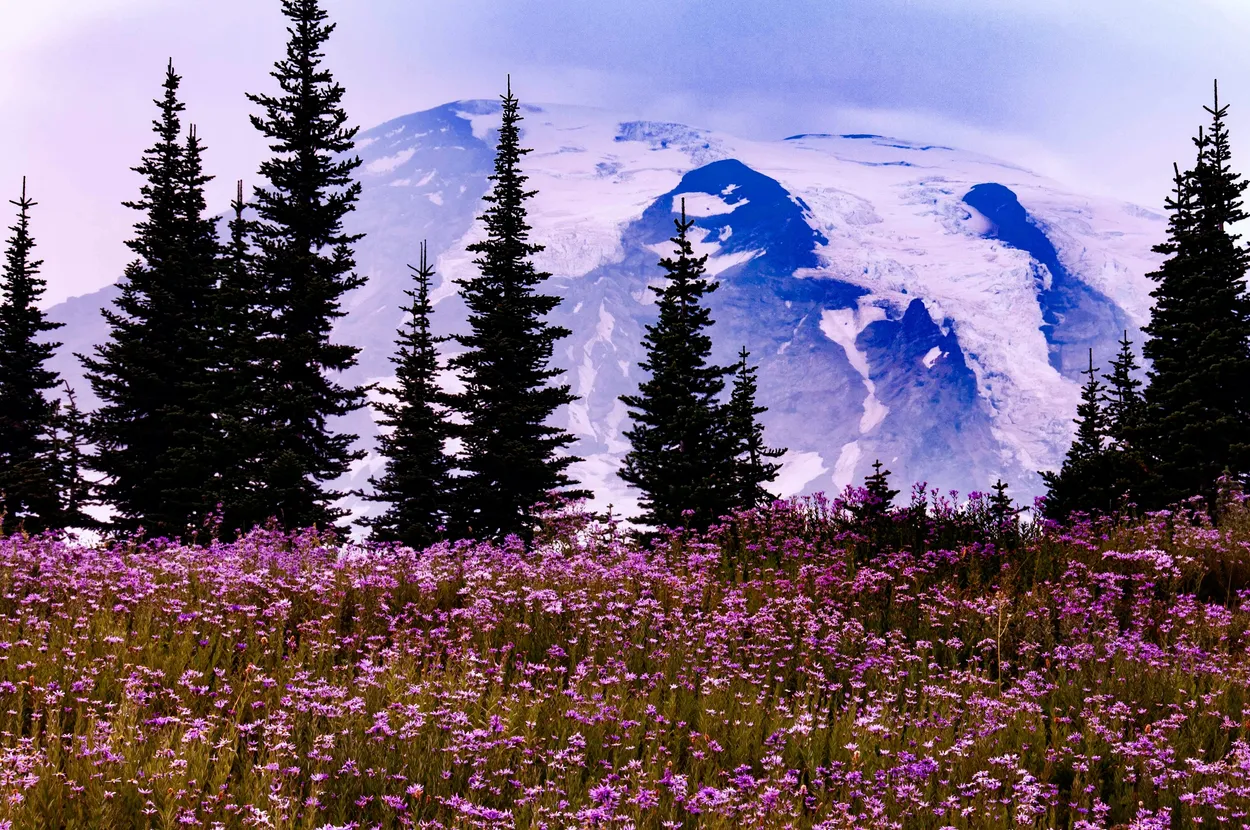 Blue Mountain