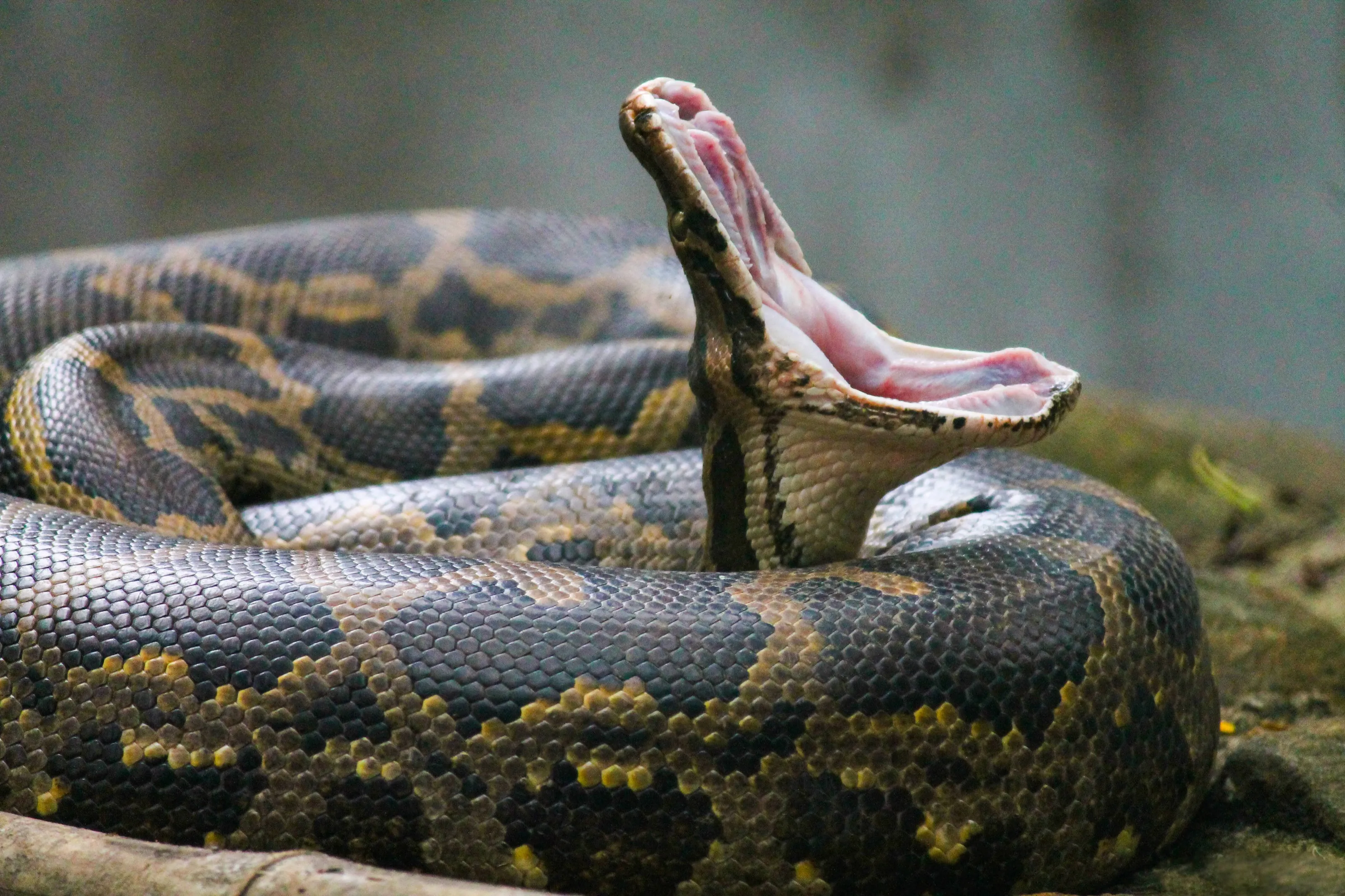 Yawning Indian Python