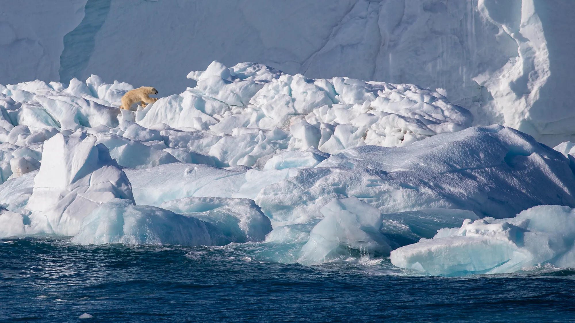 Polar Bear