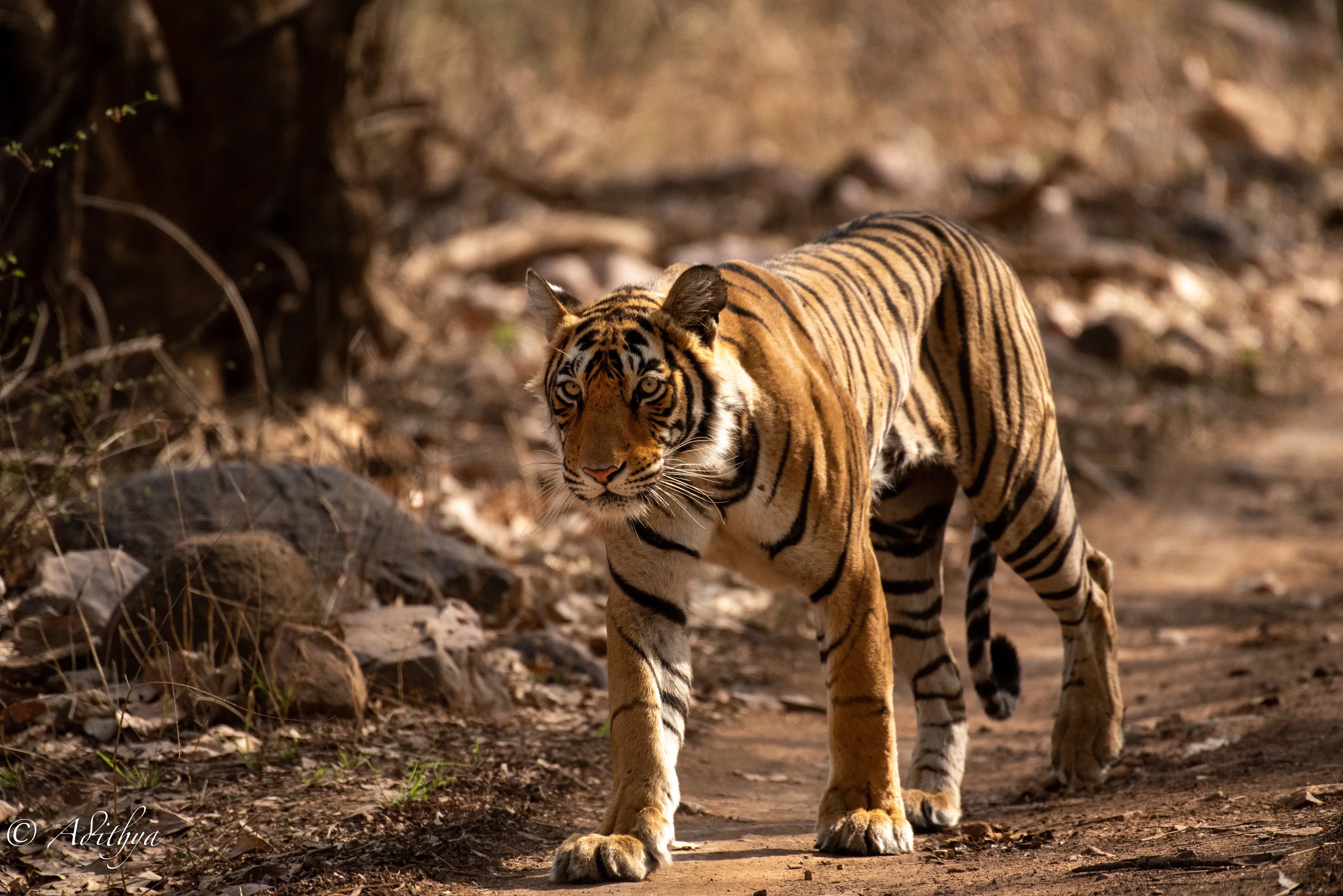 The Great Bengal Tiger