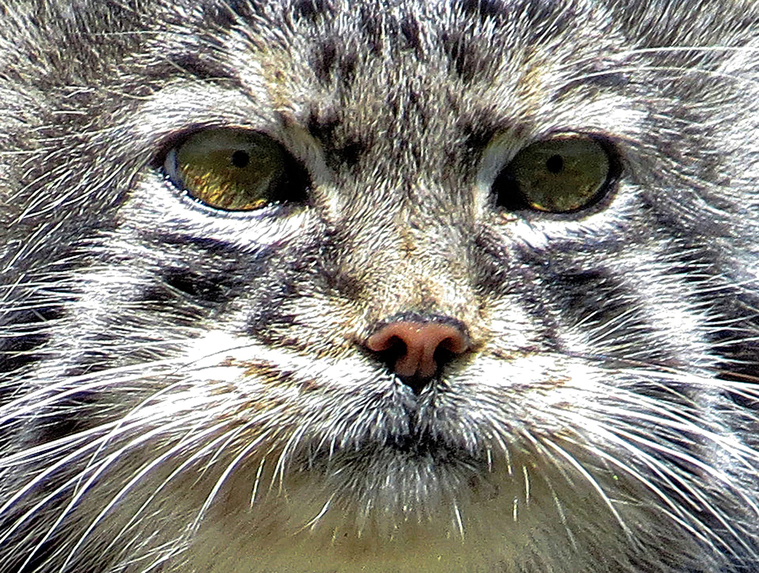Pallas Cat