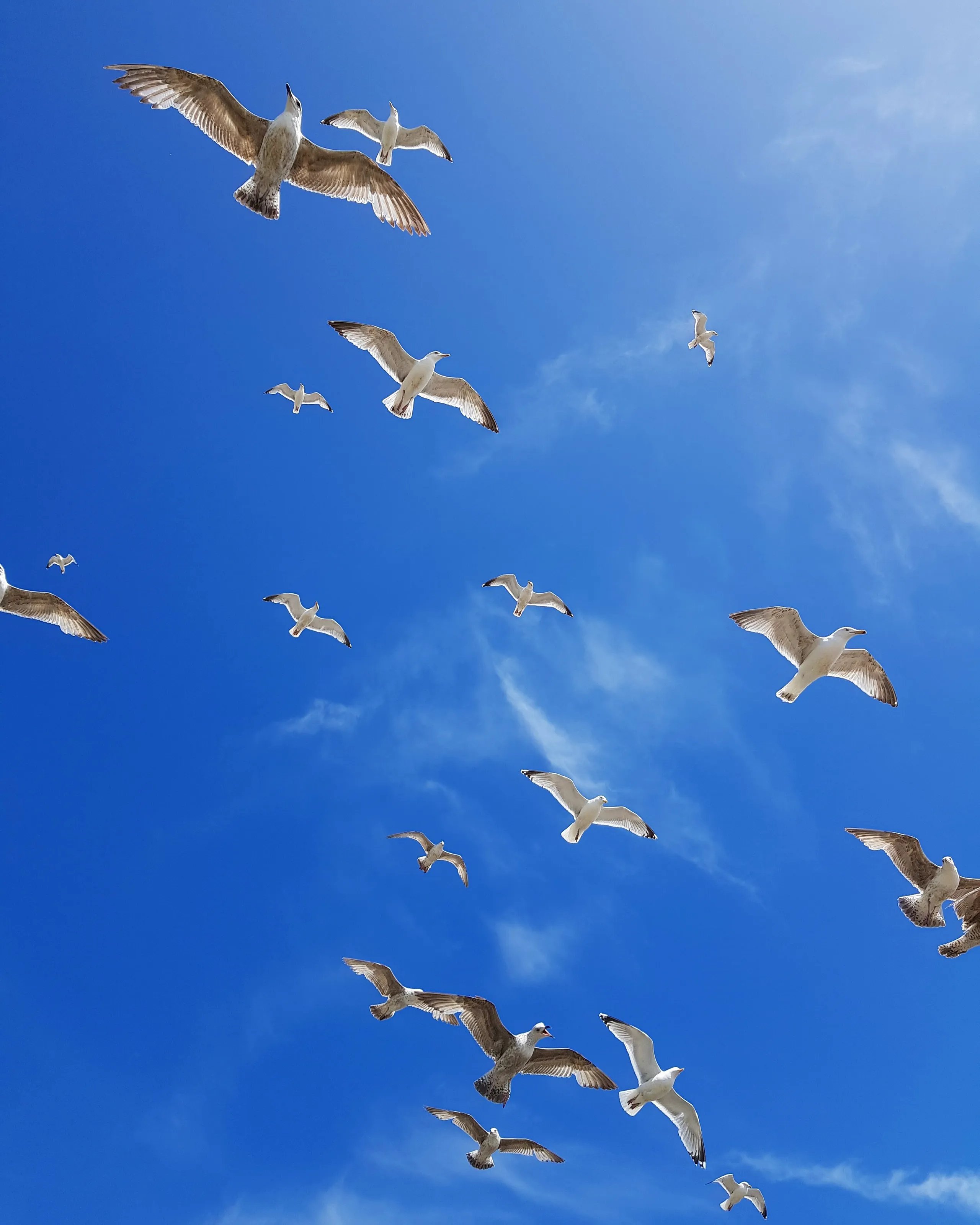 Flying Above