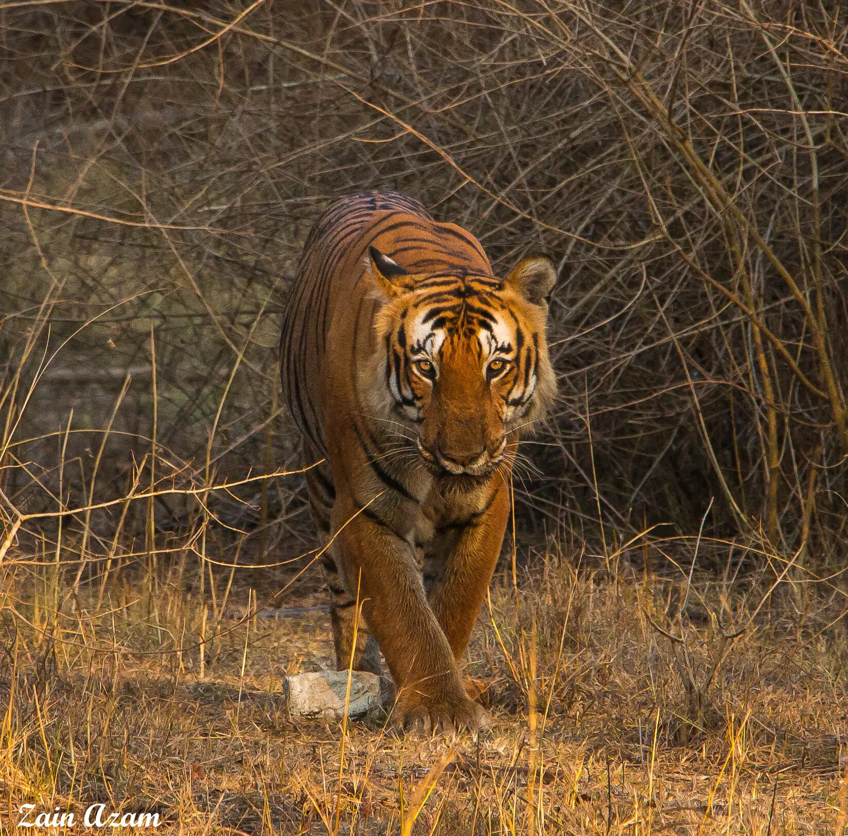 The Mighty Prince of Bandipur
