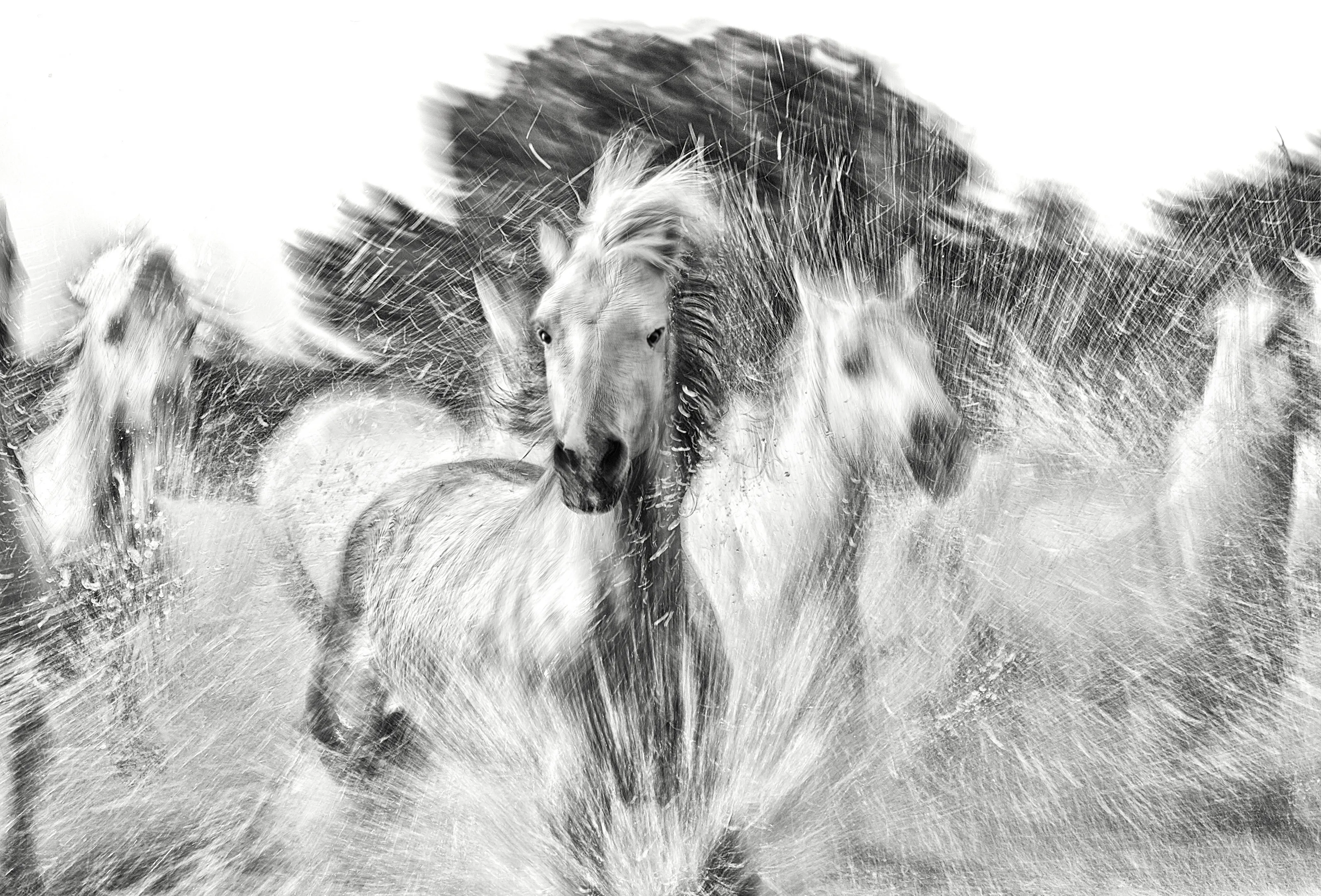 AUTOPILOT: Black and white horse photograph