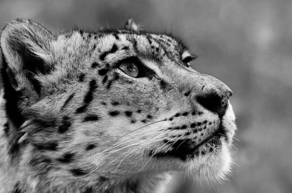 Snow Leopard