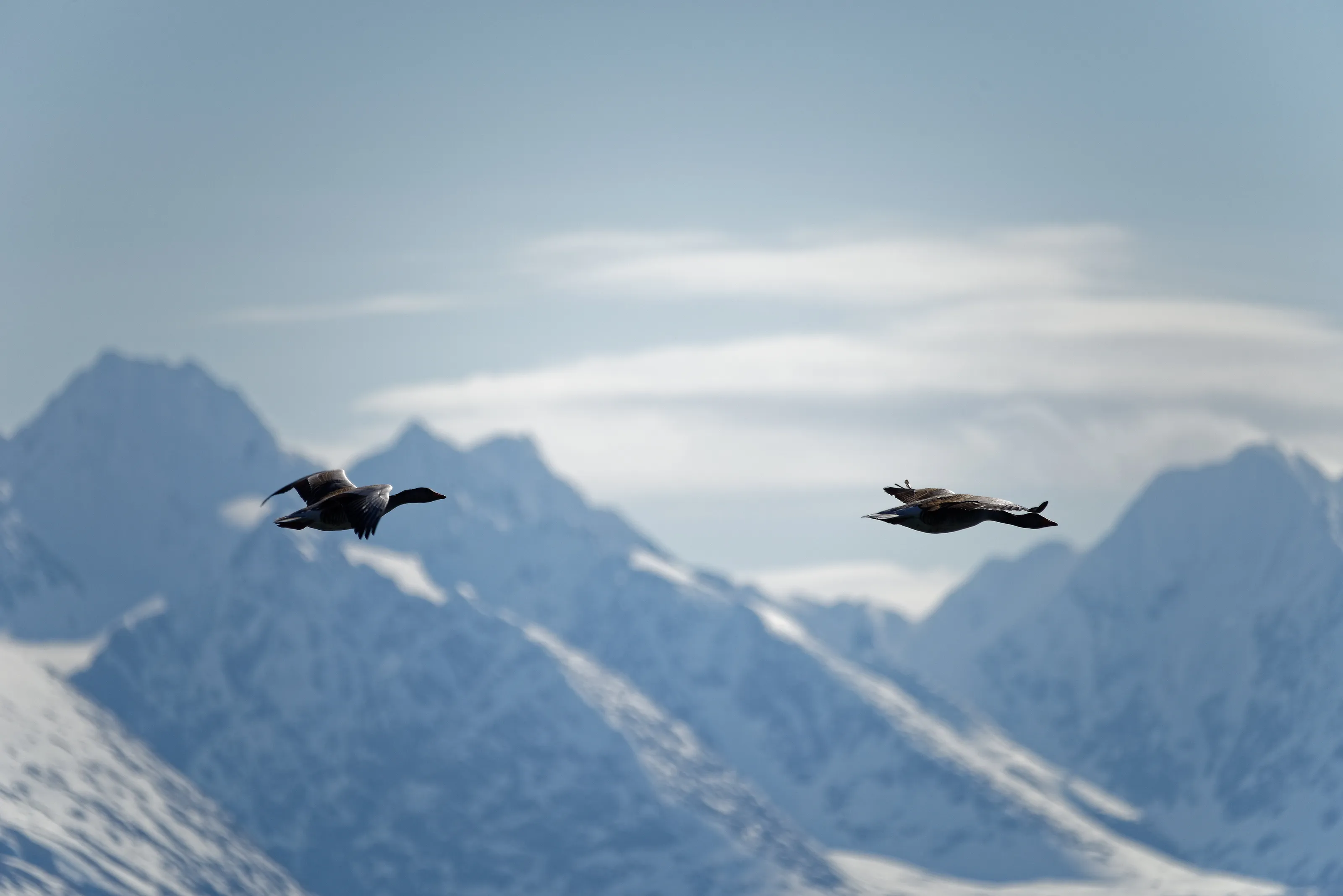 Goose