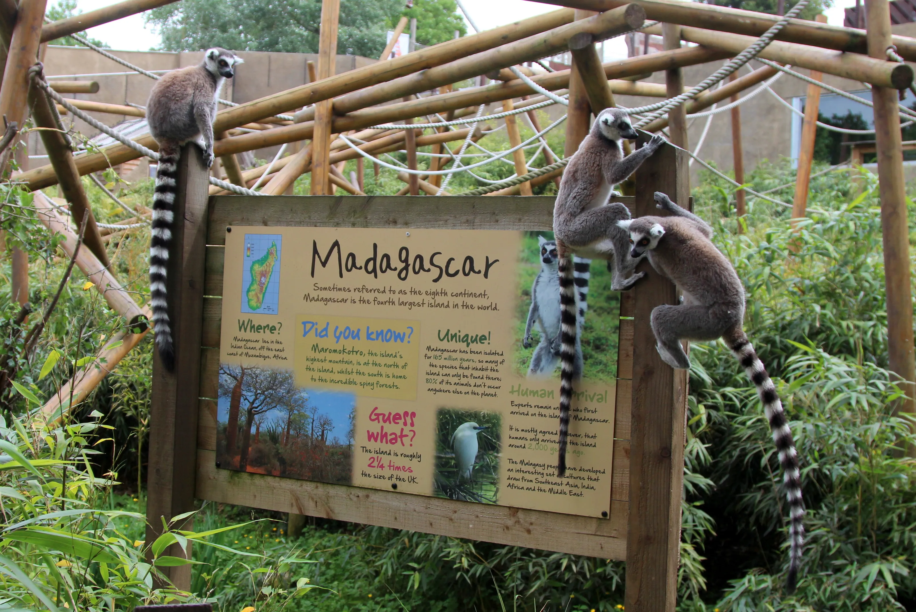 Mad about Madagascar