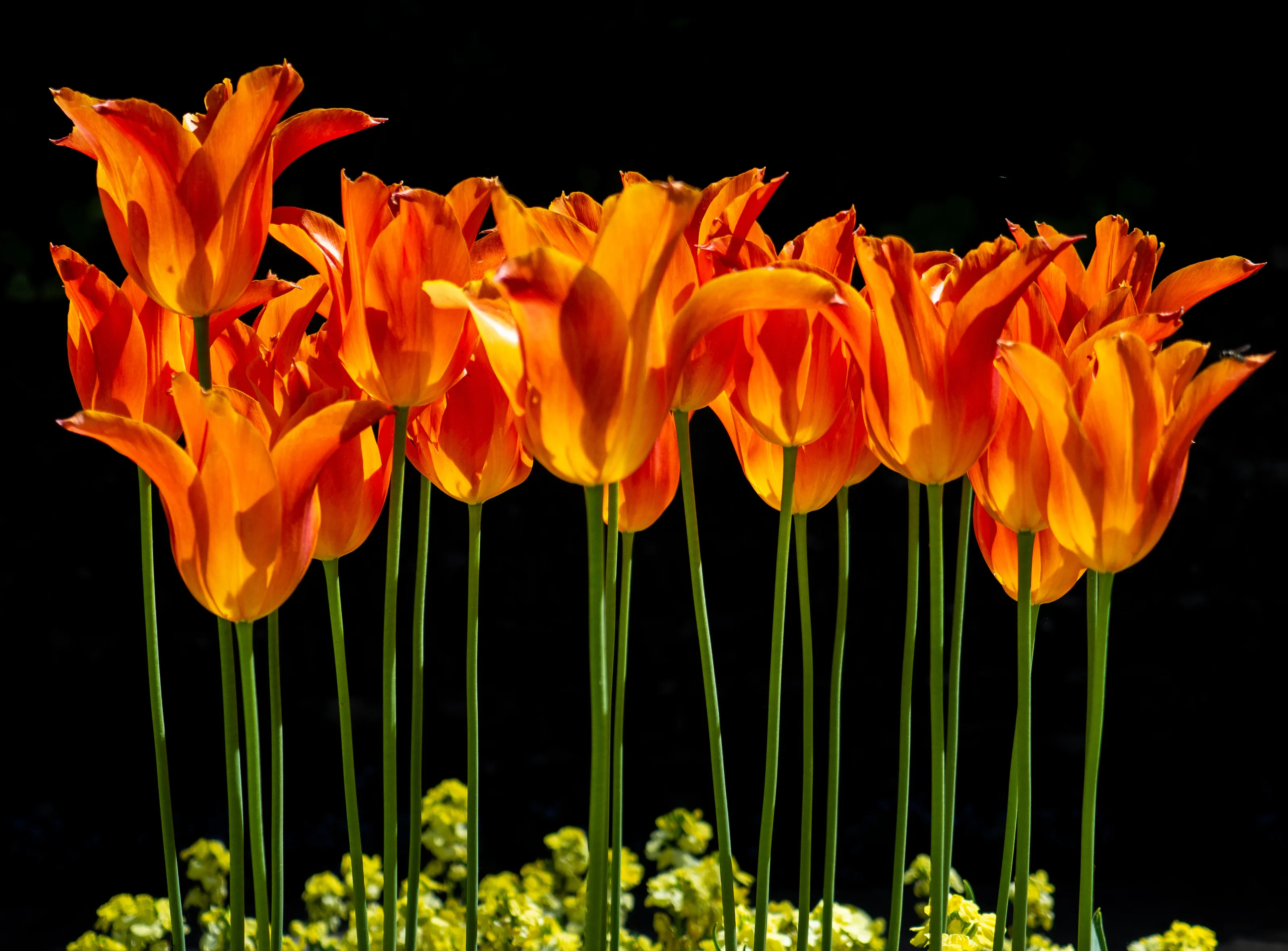Tulips