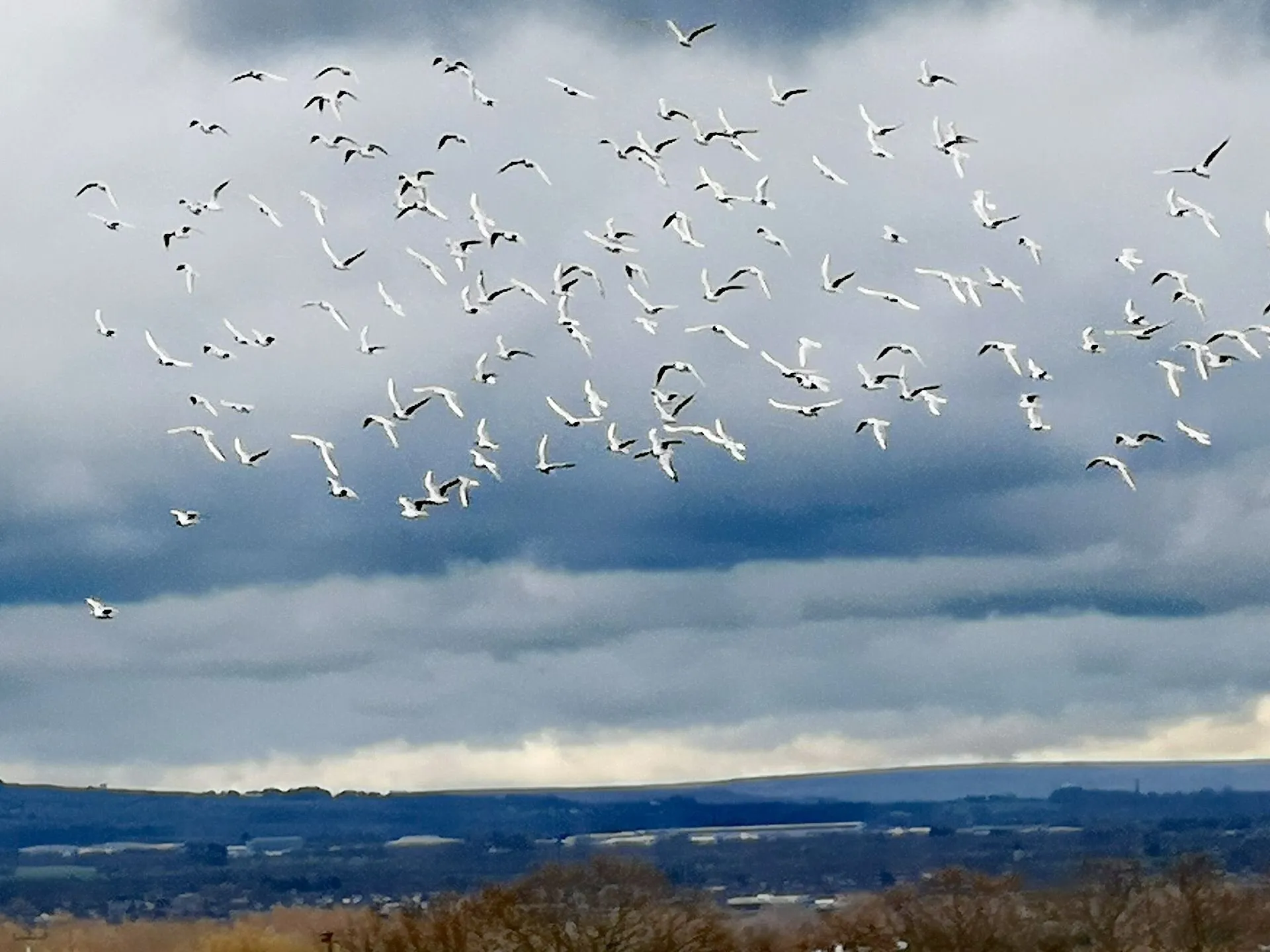 Hearalding a Storm