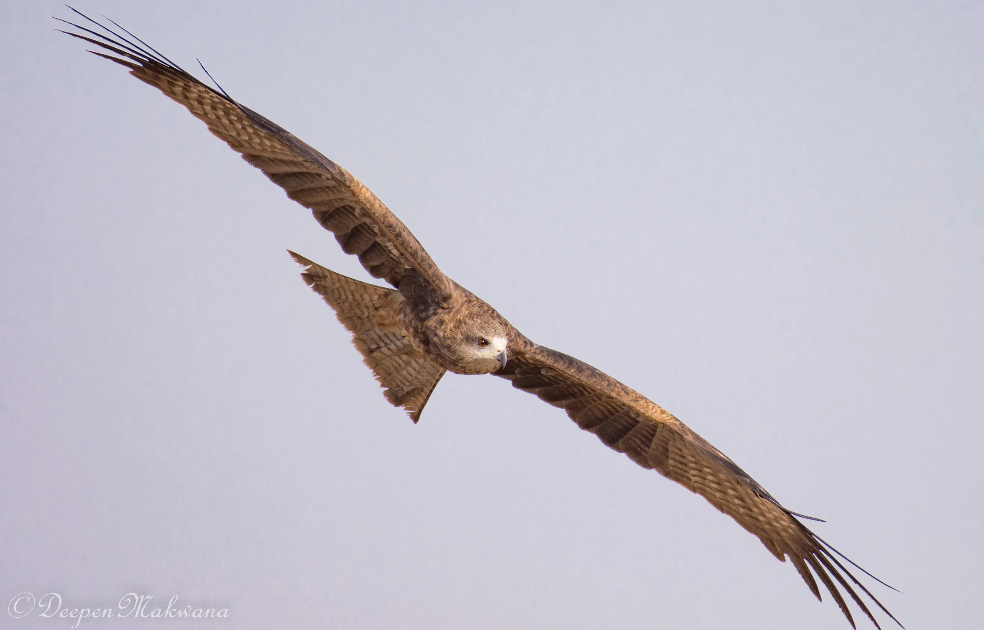 ROYAL FLIGHT OF BLACK KITE