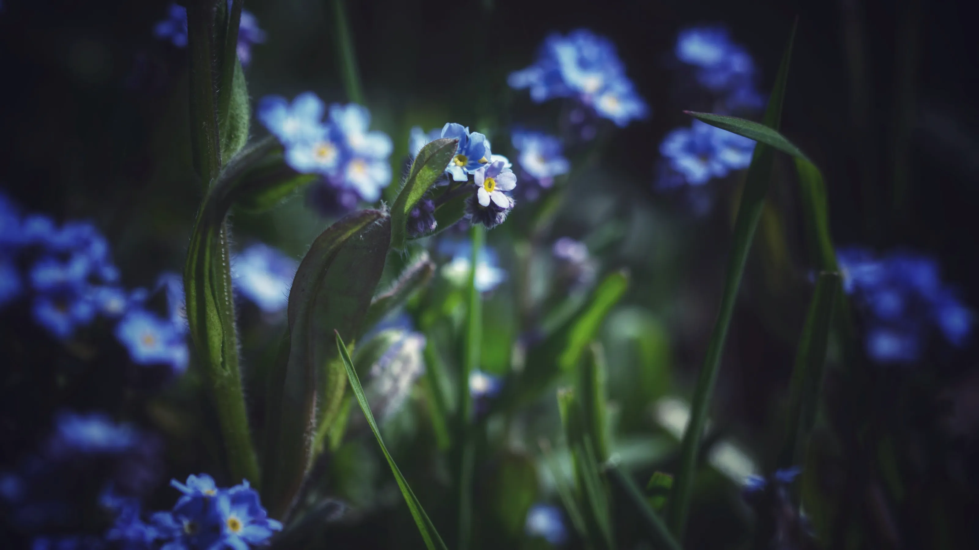 Forget me nots
