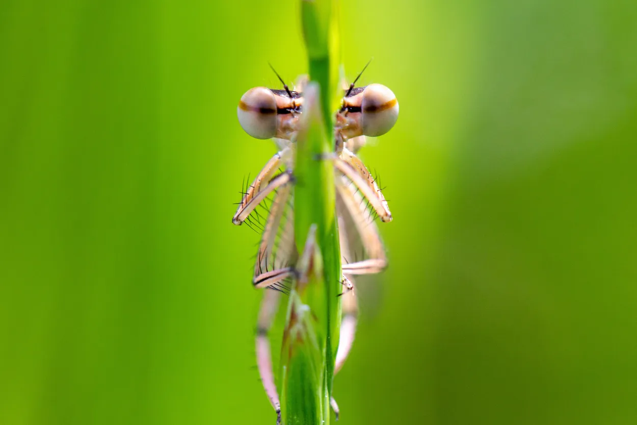 eyecatcher