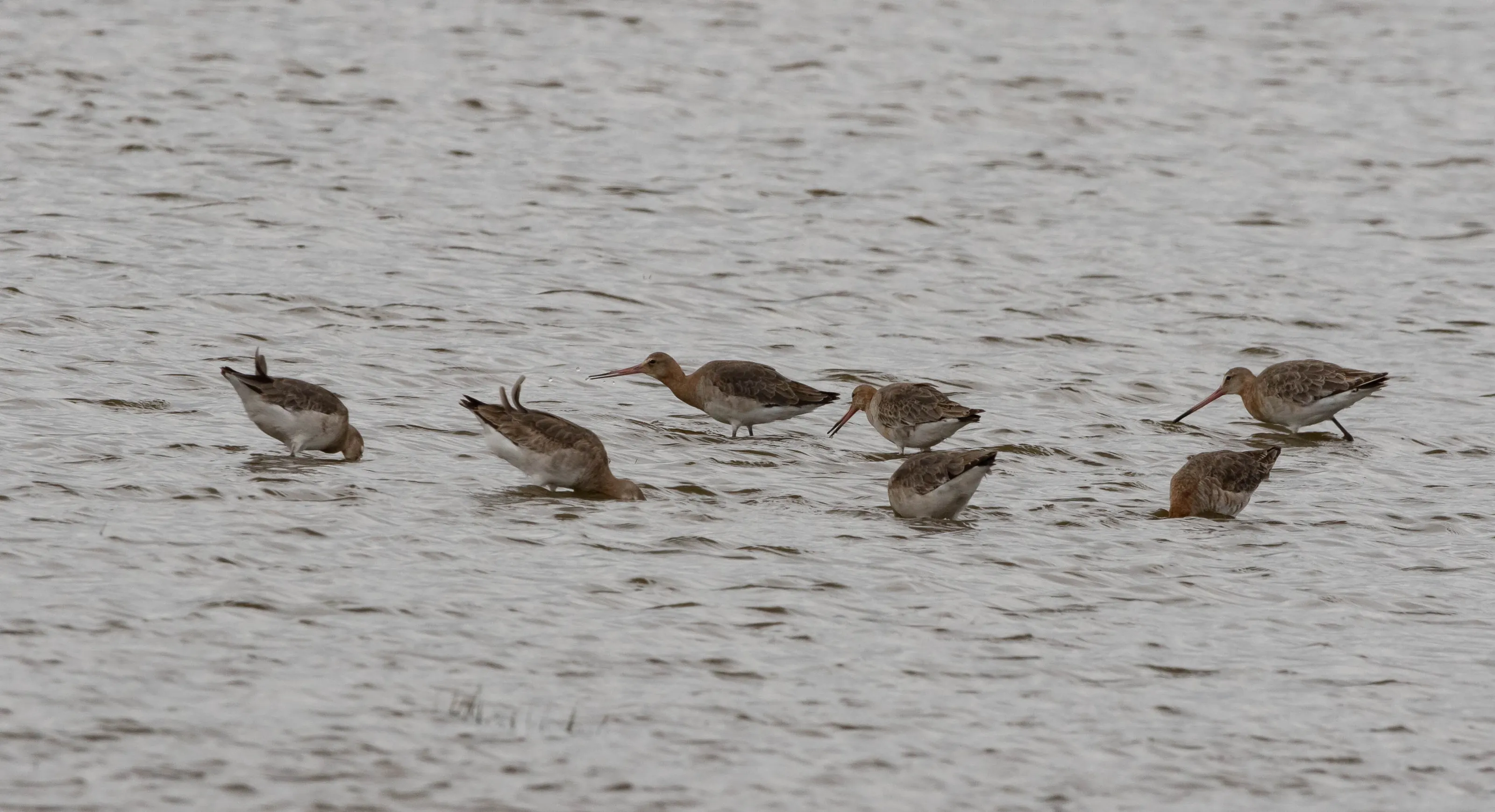 Black-tailed Godwits