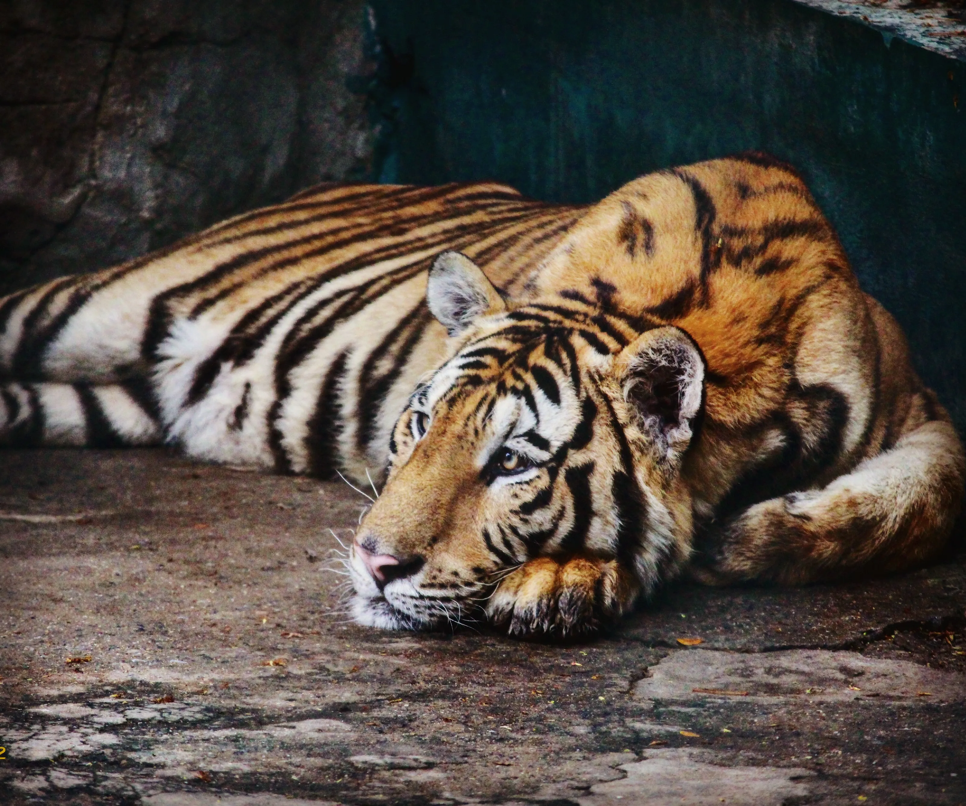 The Bengali Tiger