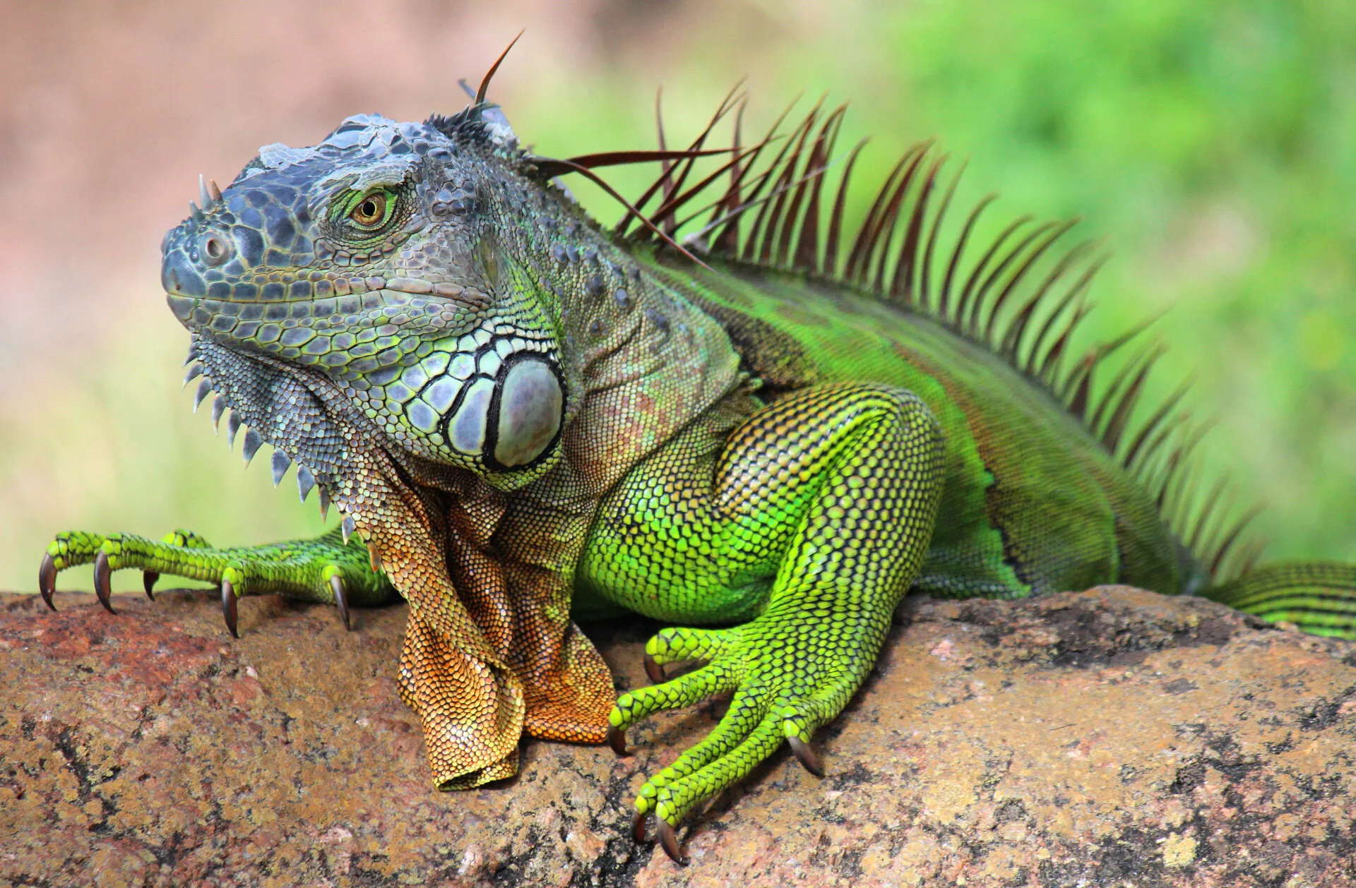 Florida Iguana.
