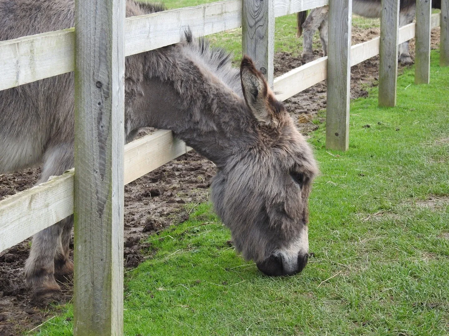 Grass is greener on the other side