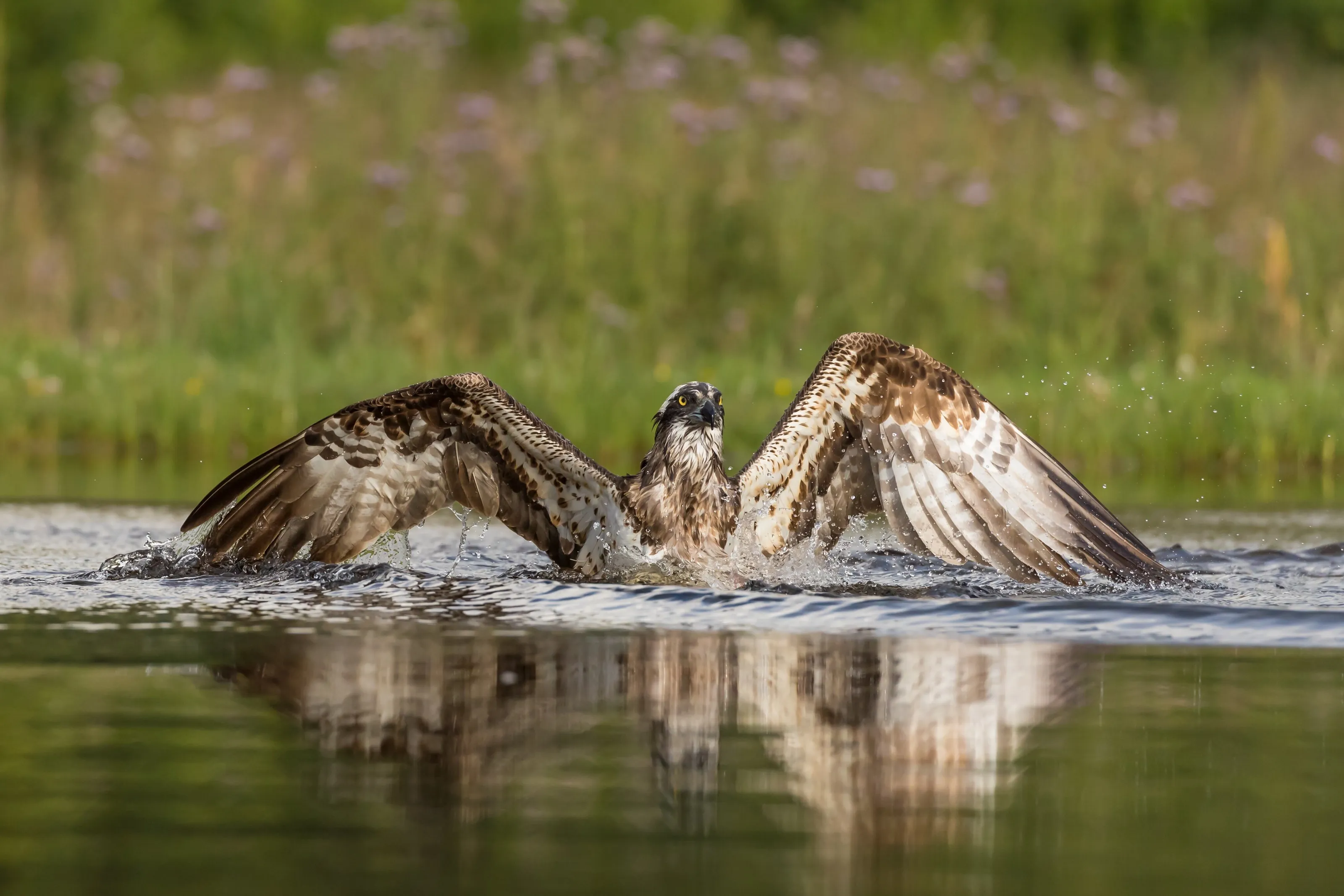 Osprey turning into the wind