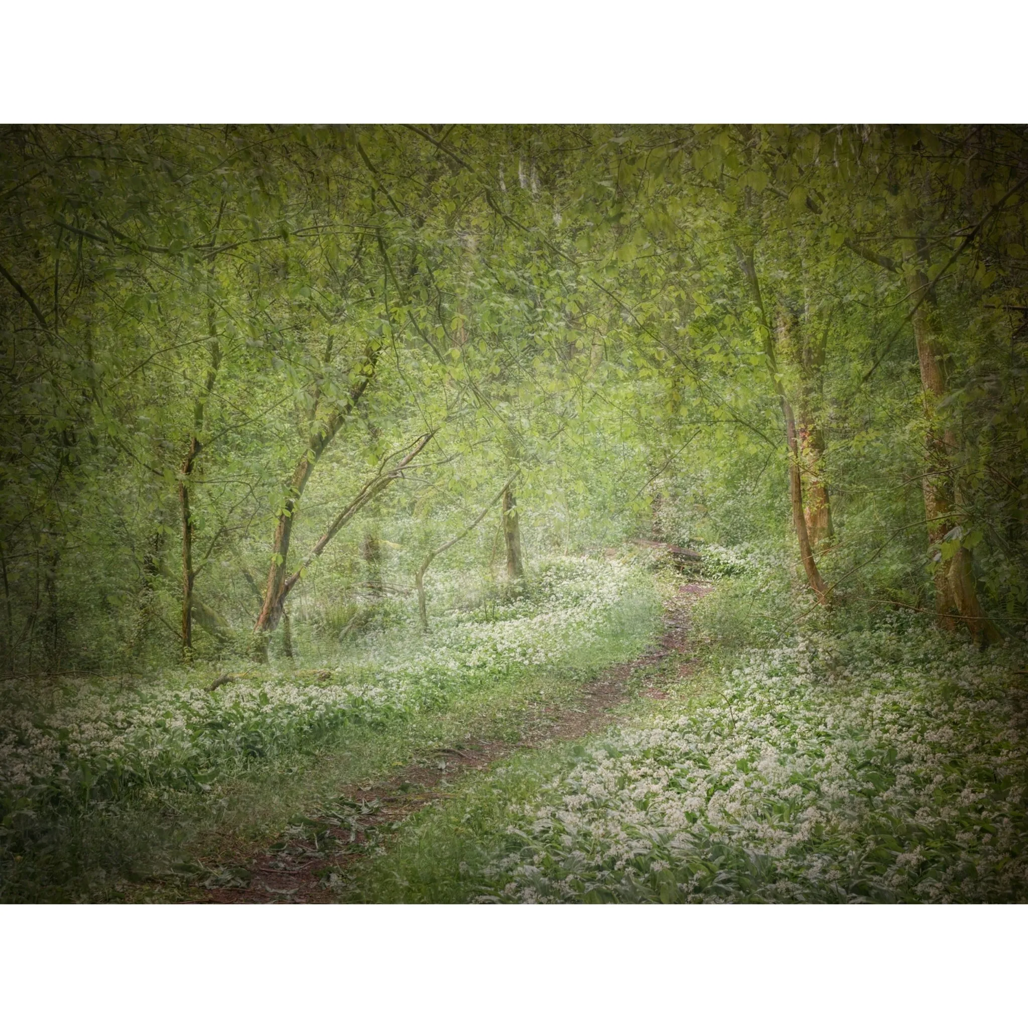 Wild garlic path