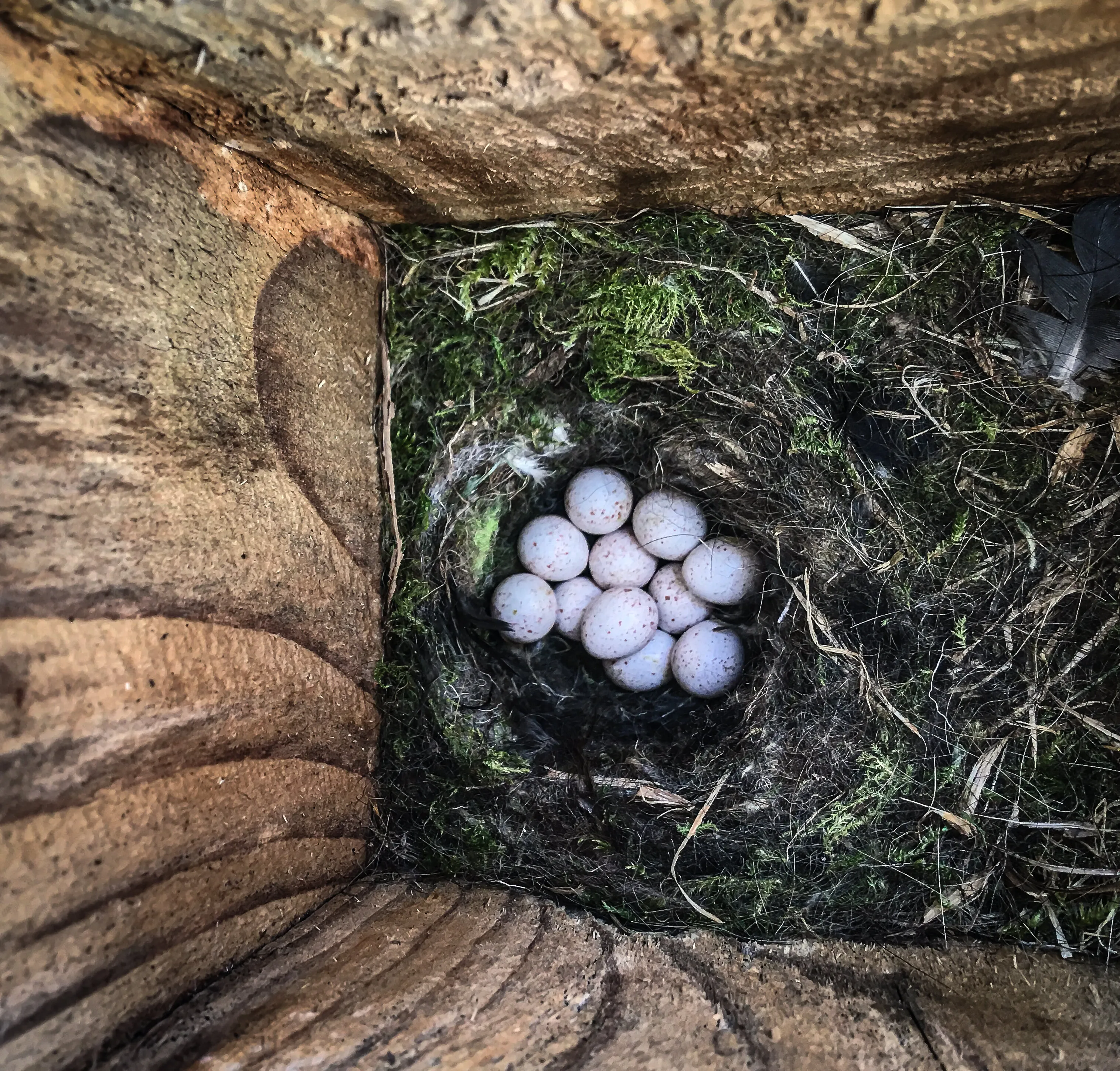 11 Blue Tit's eggs laid by a busy mum