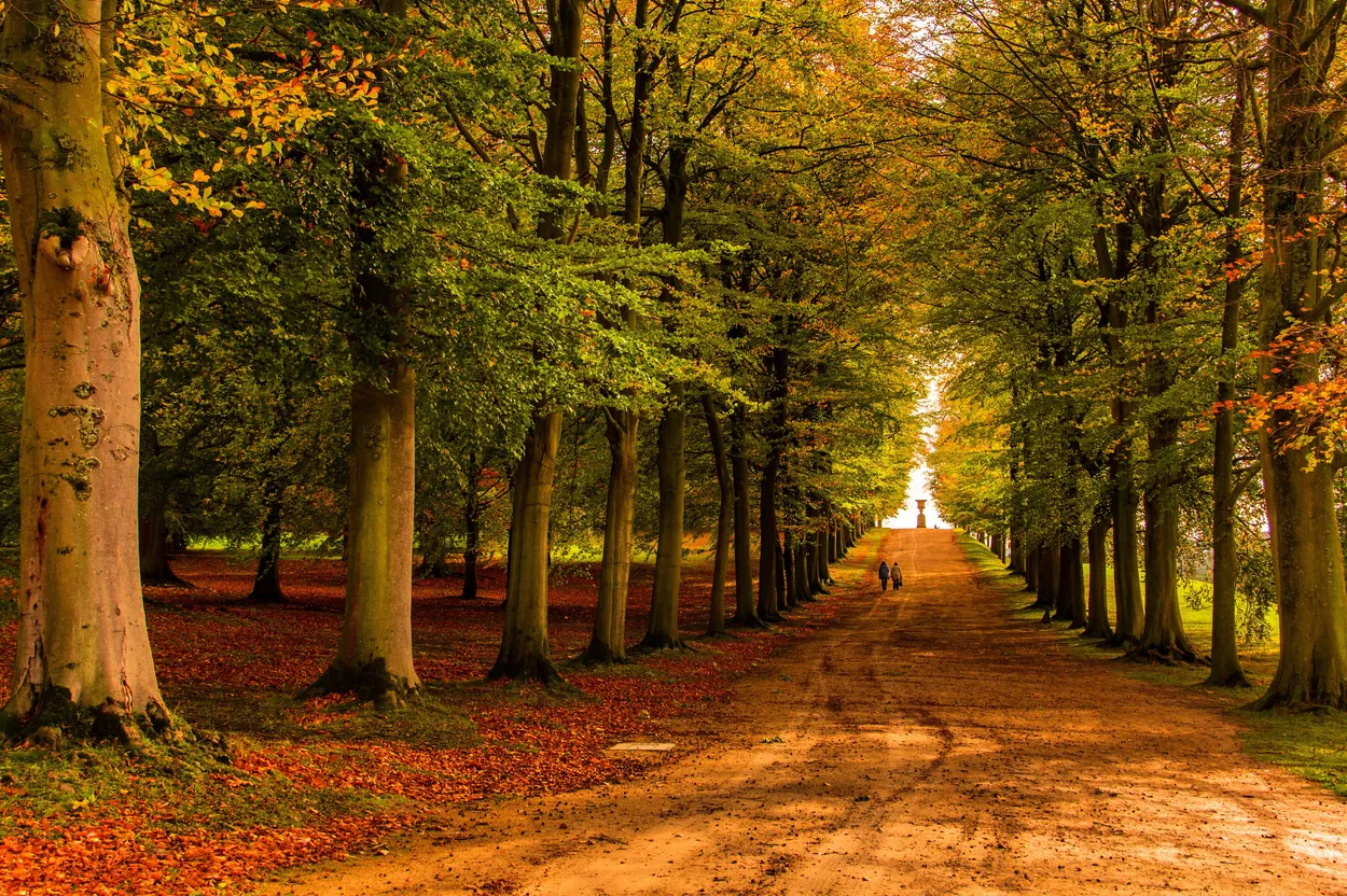 Entry 4517453