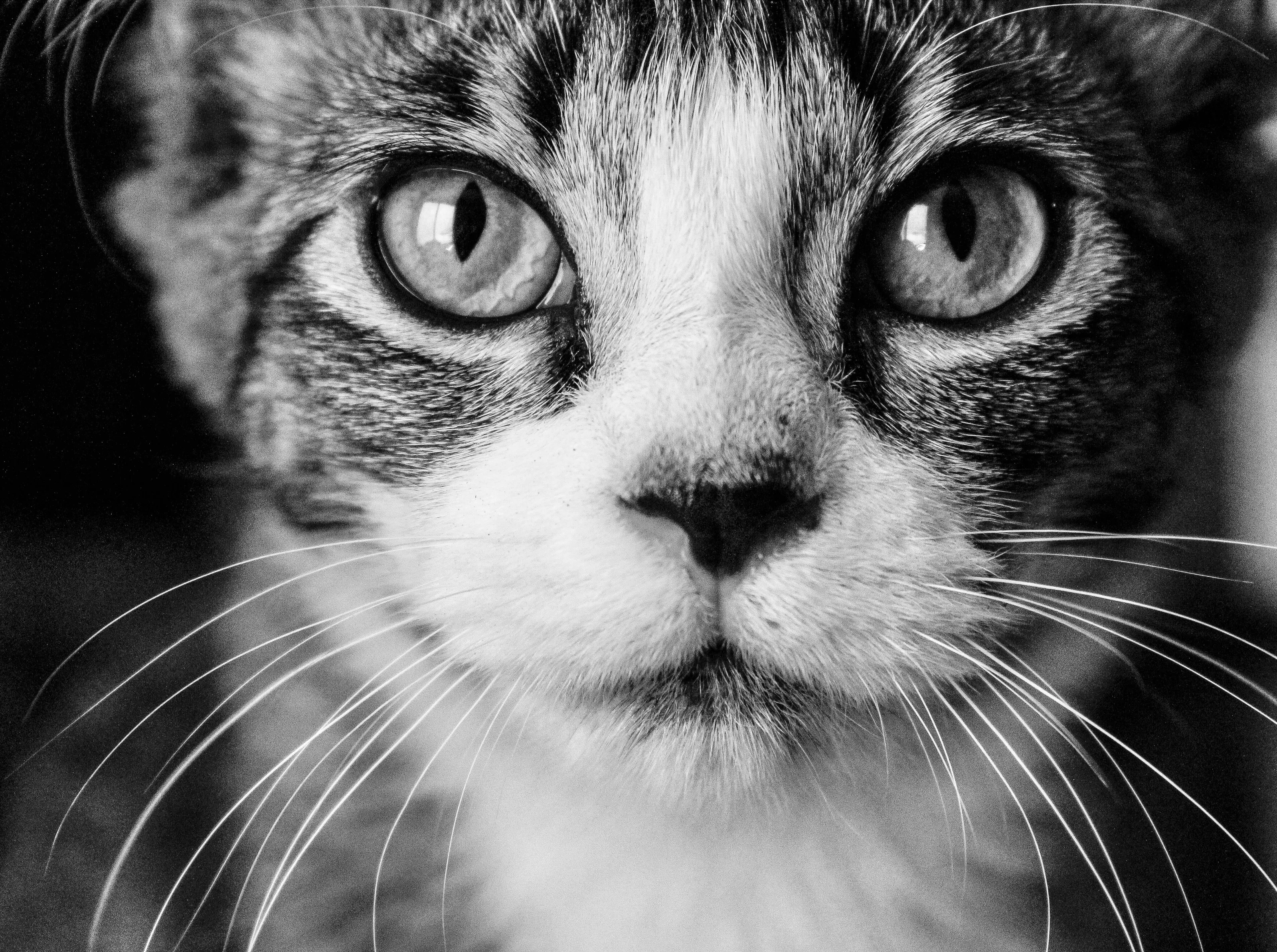 Black and White Cat