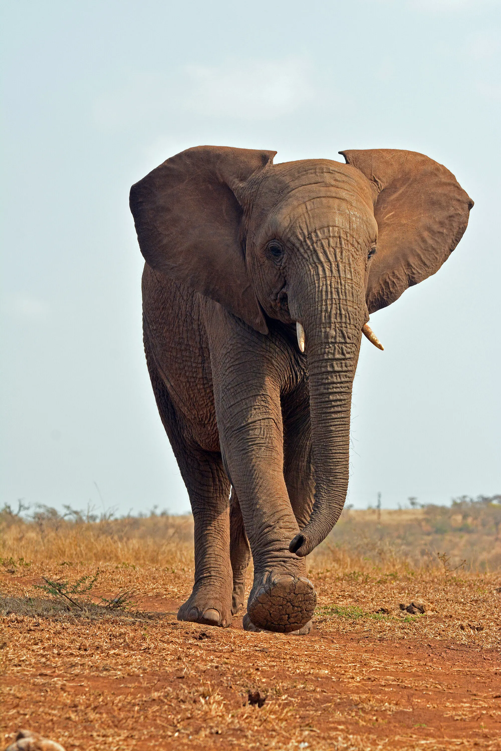 Iconic Africa
