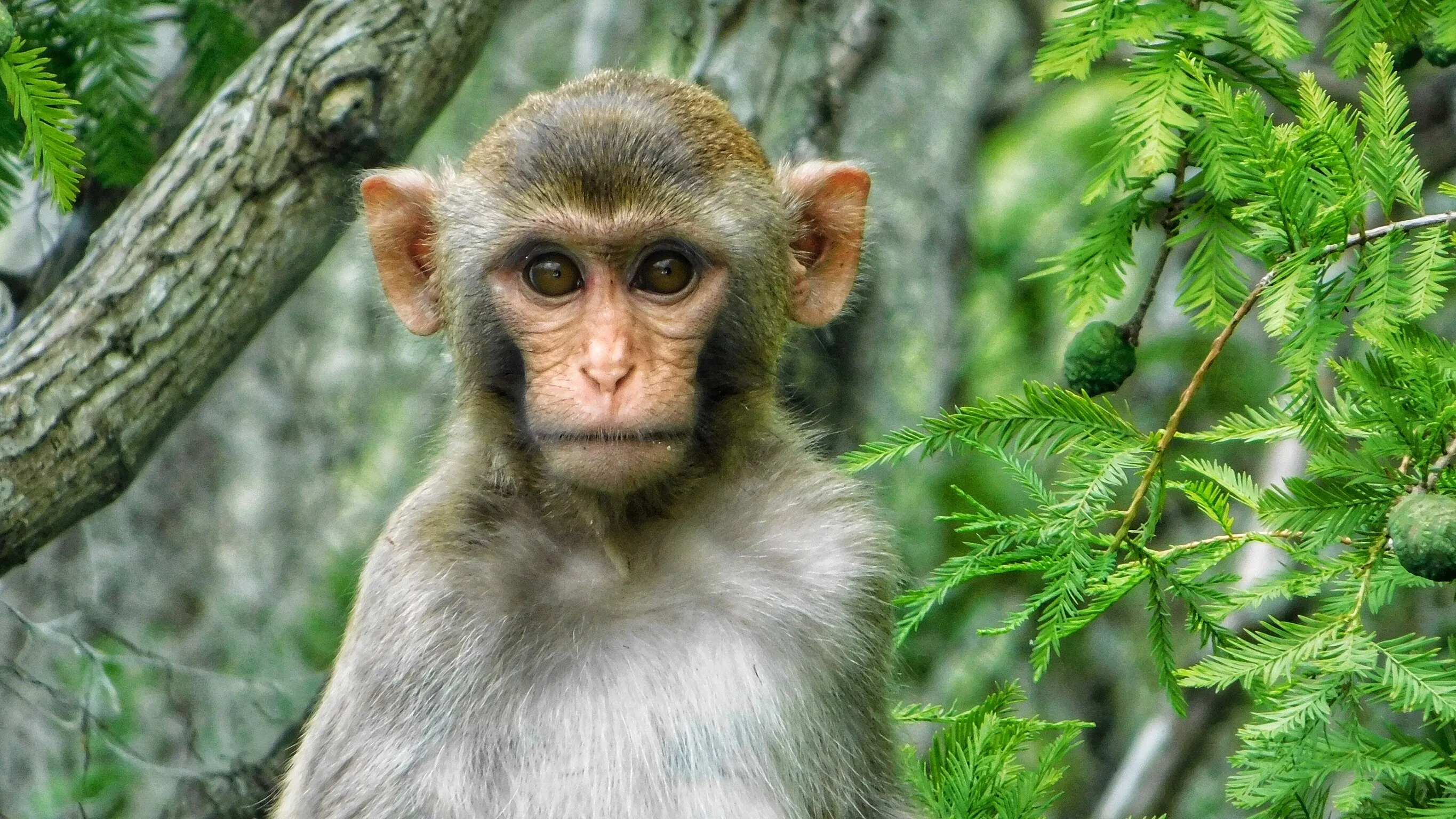 Rhesus Macaque on the Silver River, Florida