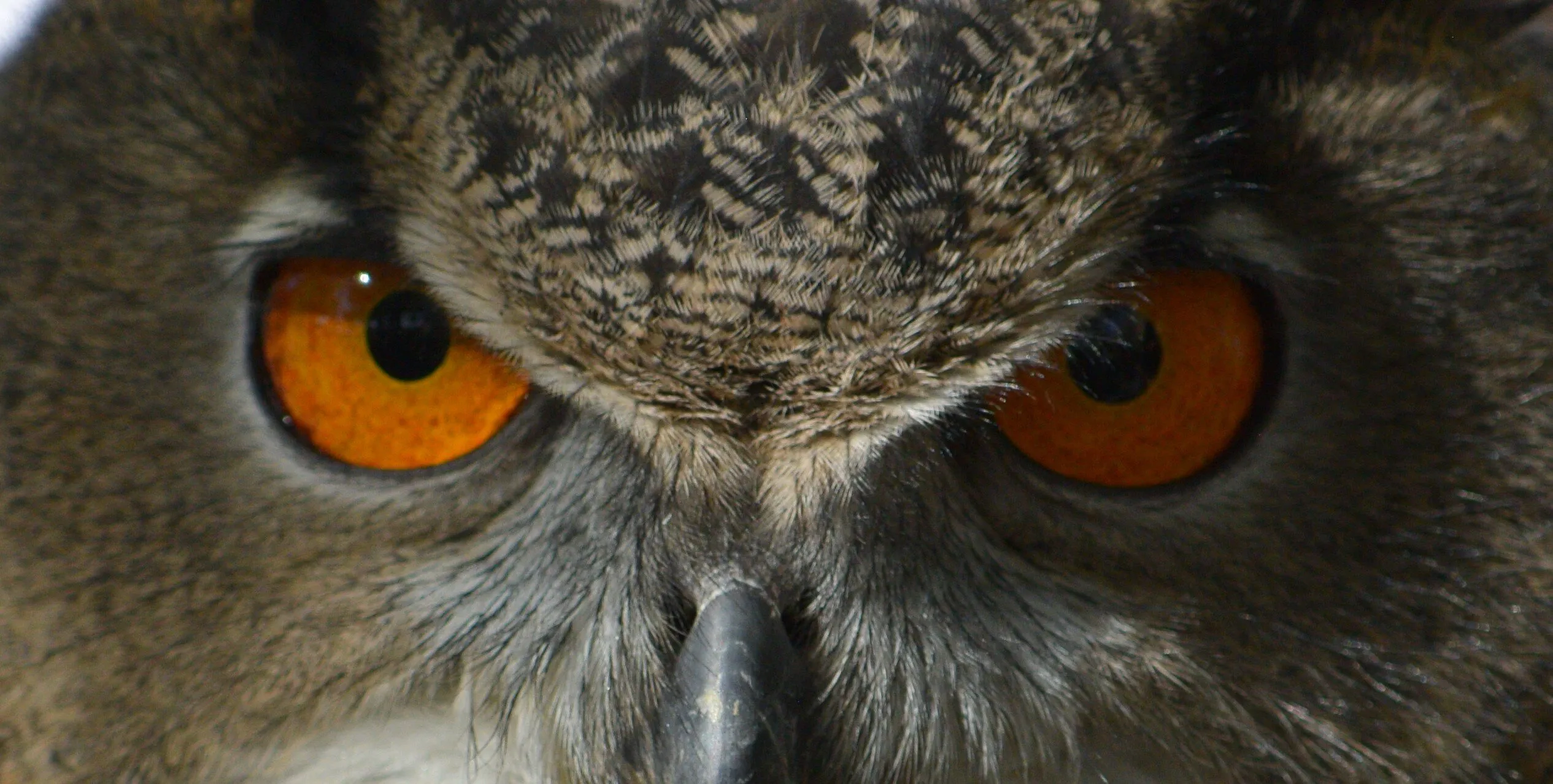The evil eye