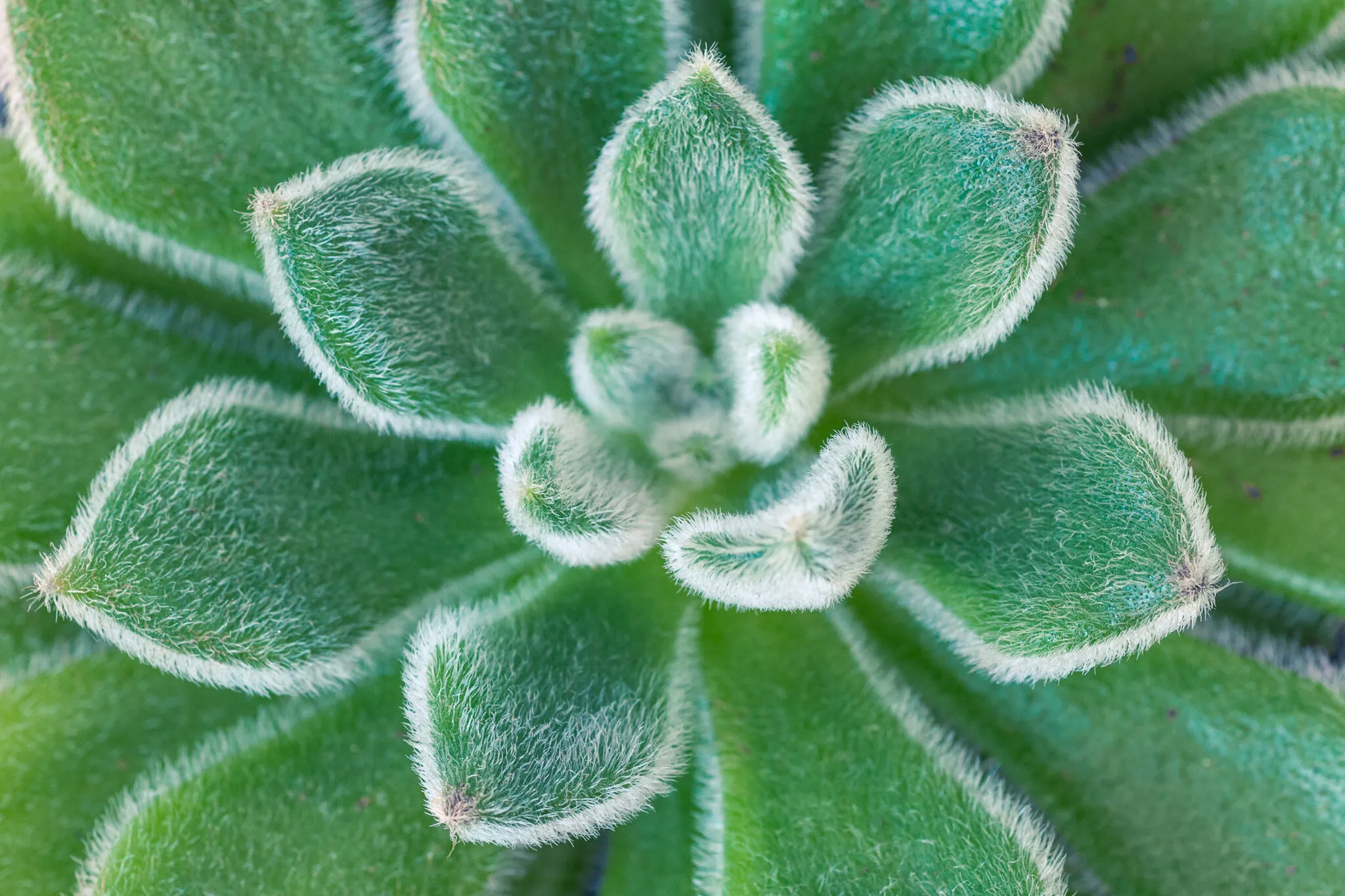 Oh, hey green!