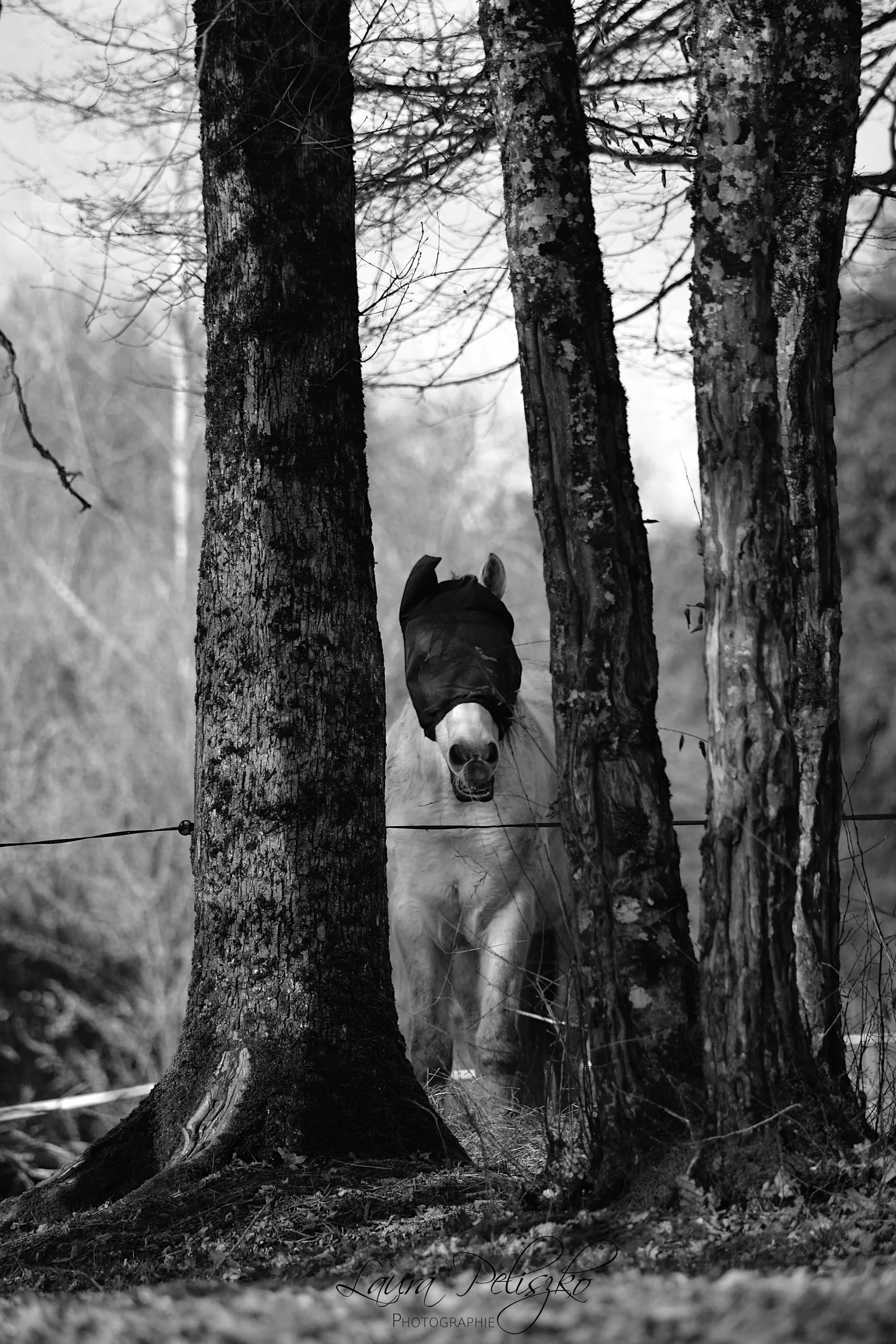 Hide and Seek